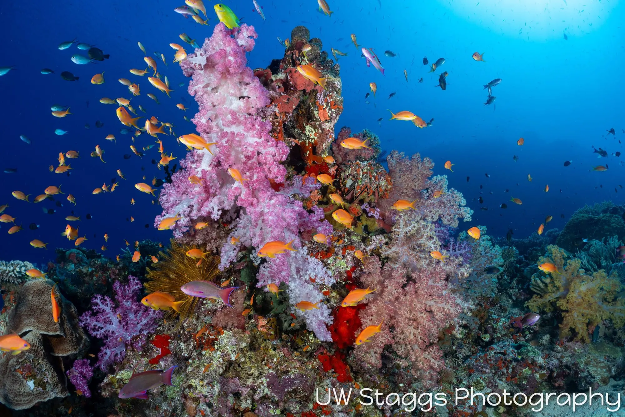 Coral Atoll — Bligh Waters, Fiji