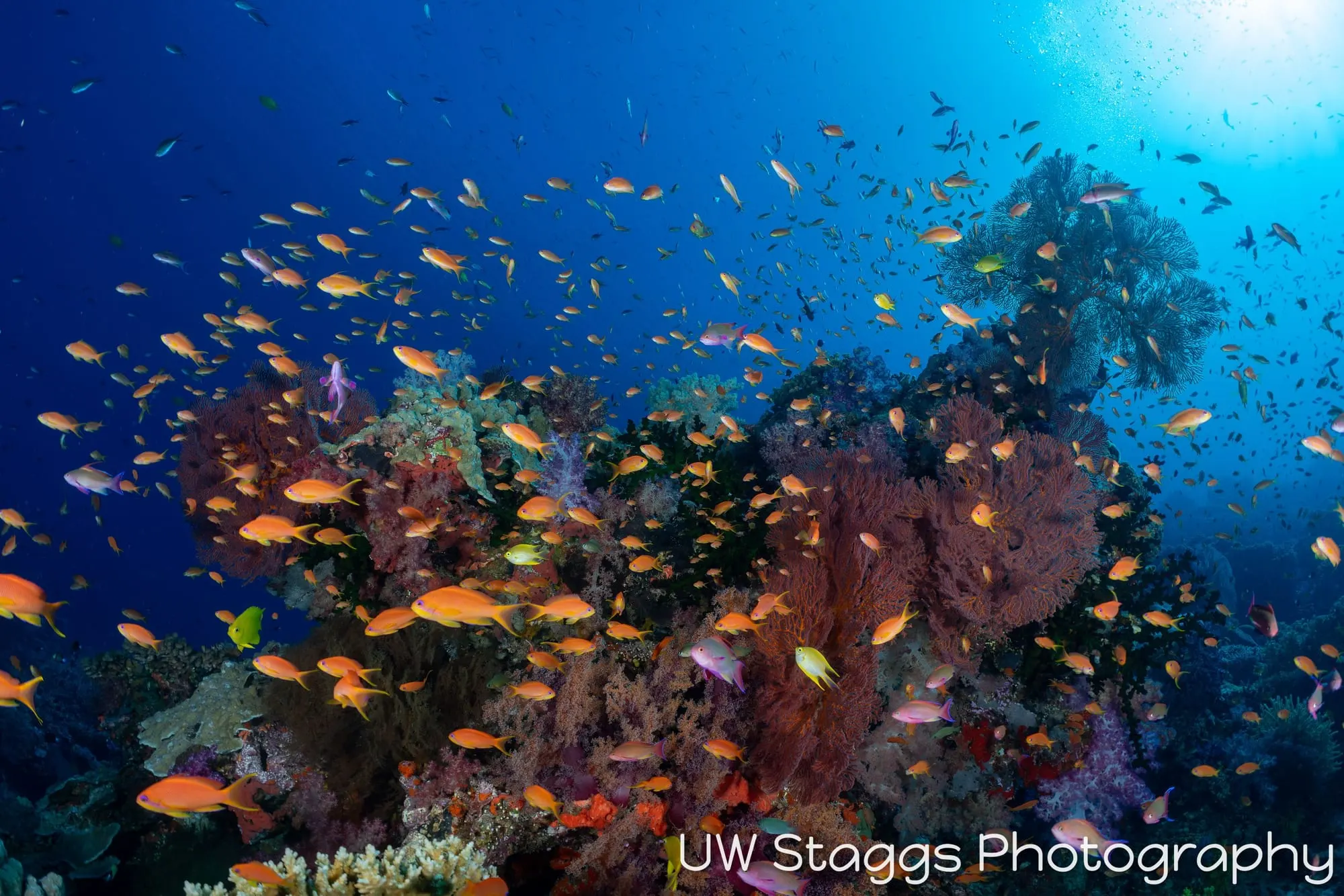 Coral Atoll — Bligh Waters, Fiji