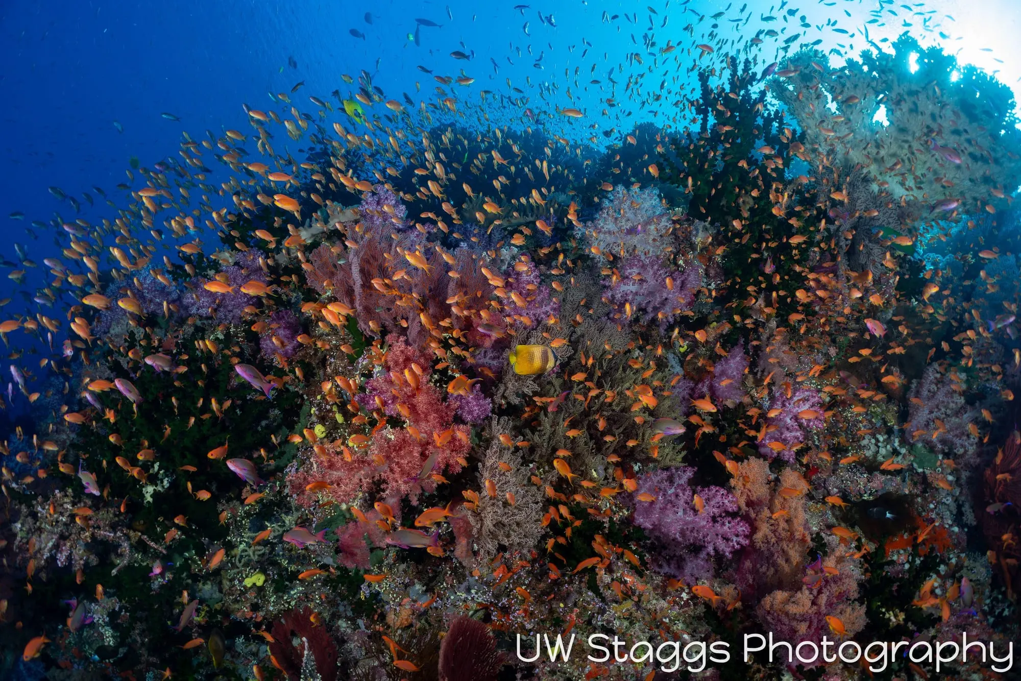 Coral Atoll — Bligh Waters, Fiji