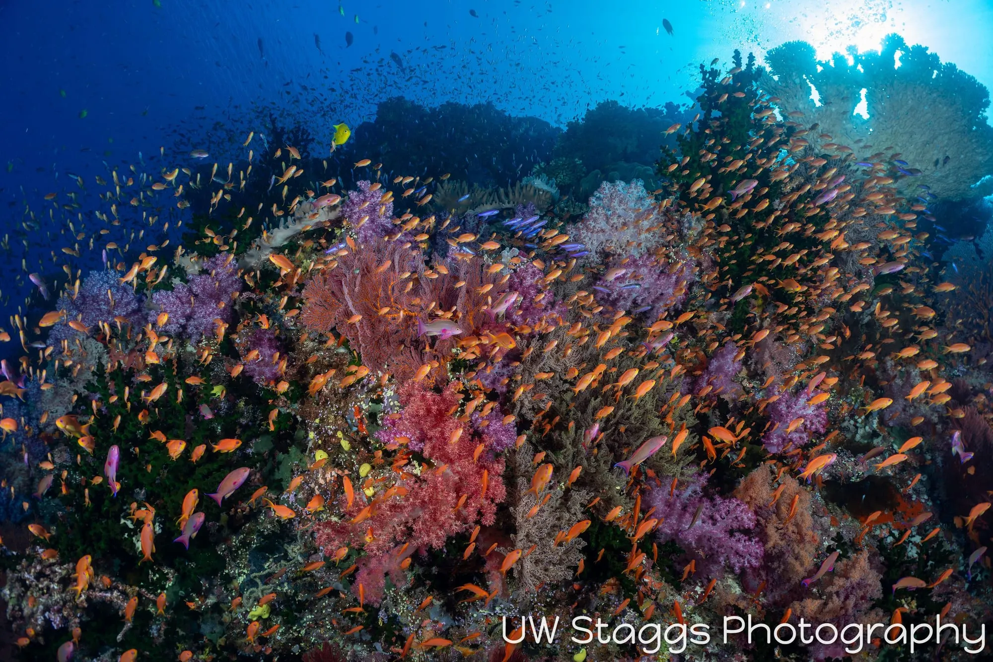 Coral Atoll — Bligh Waters, Fiji