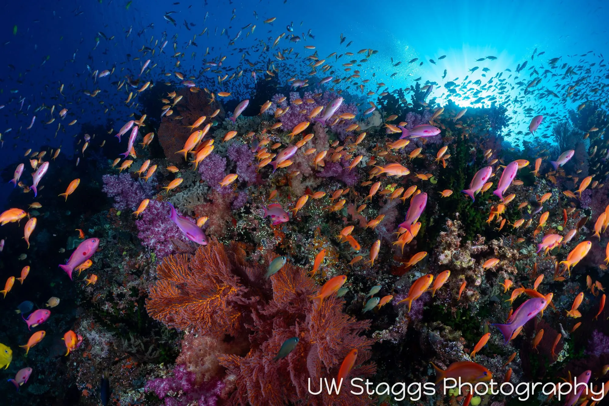 Coral Atoll — Bligh Waters, Fiji