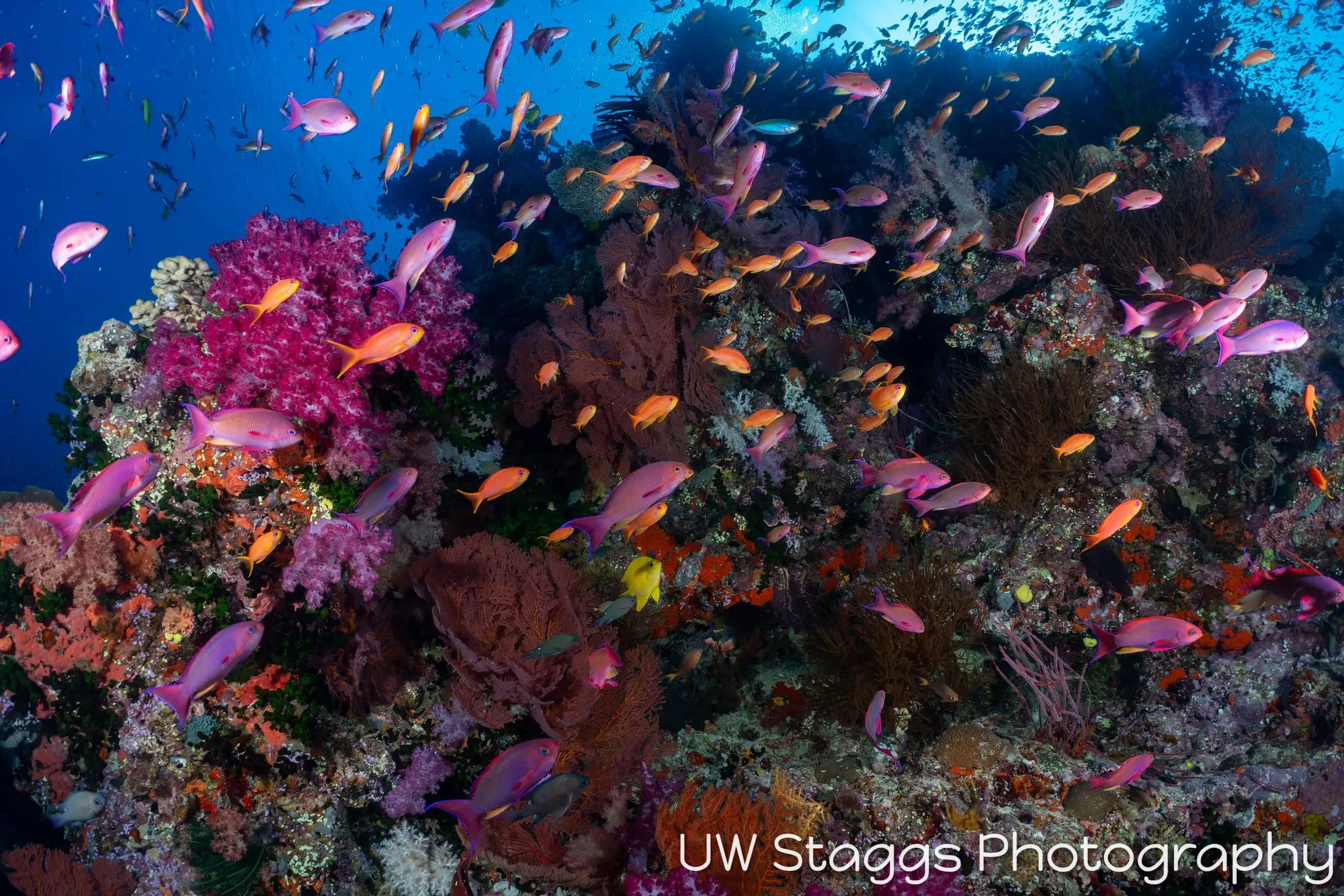Coral Atoll — Bligh Waters, Fiji