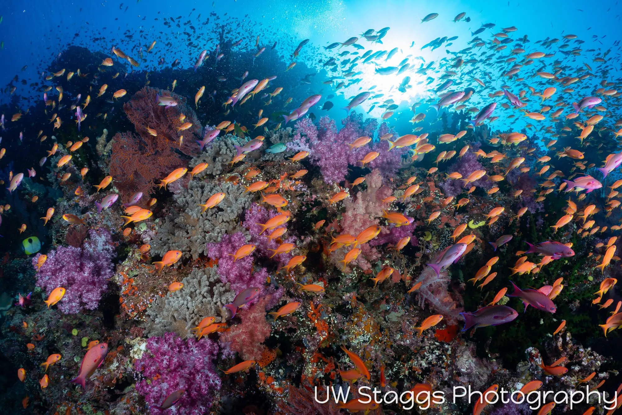 Coral Atoll — Bligh Waters, Fiji