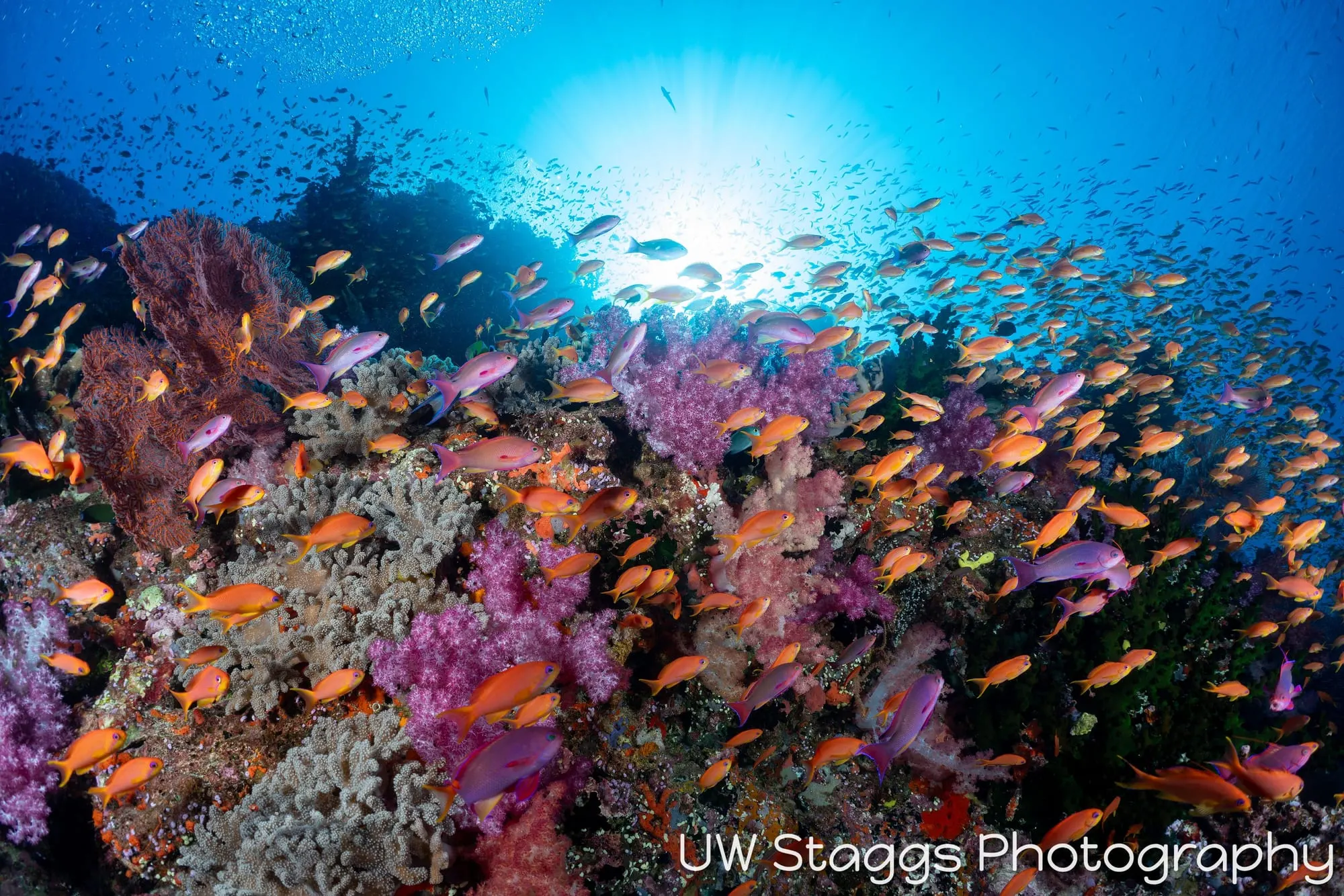 Coral Atoll — Bligh Waters, Fiji