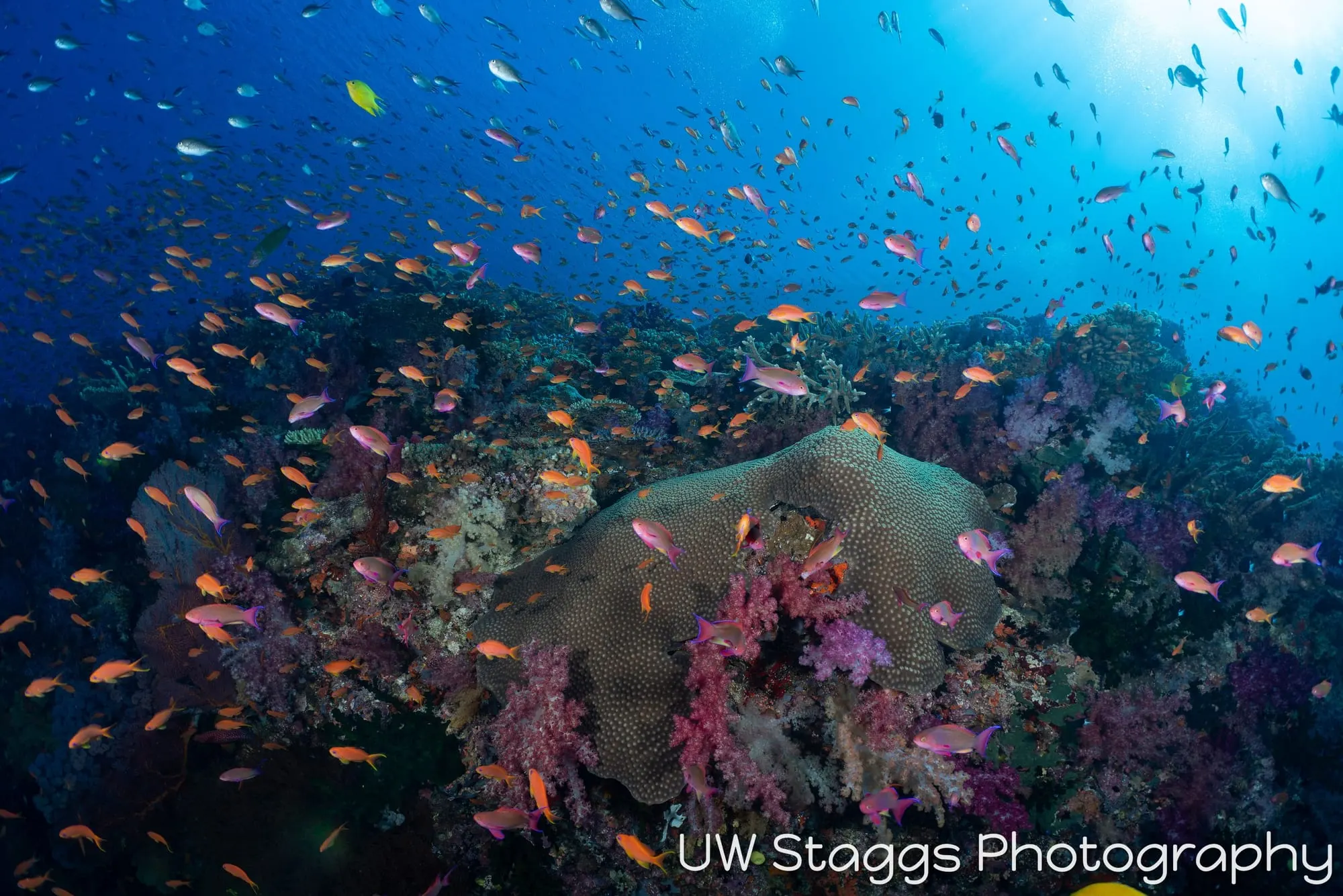 Coral Atoll — Bligh Waters, Fiji