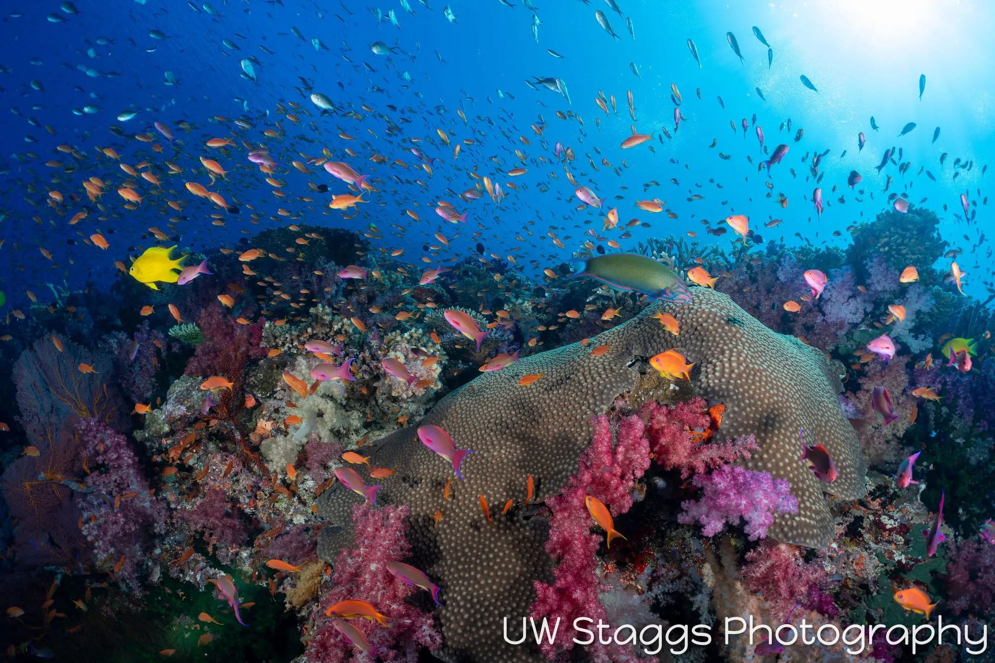 Coral Atoll — Bligh Waters, Fiji