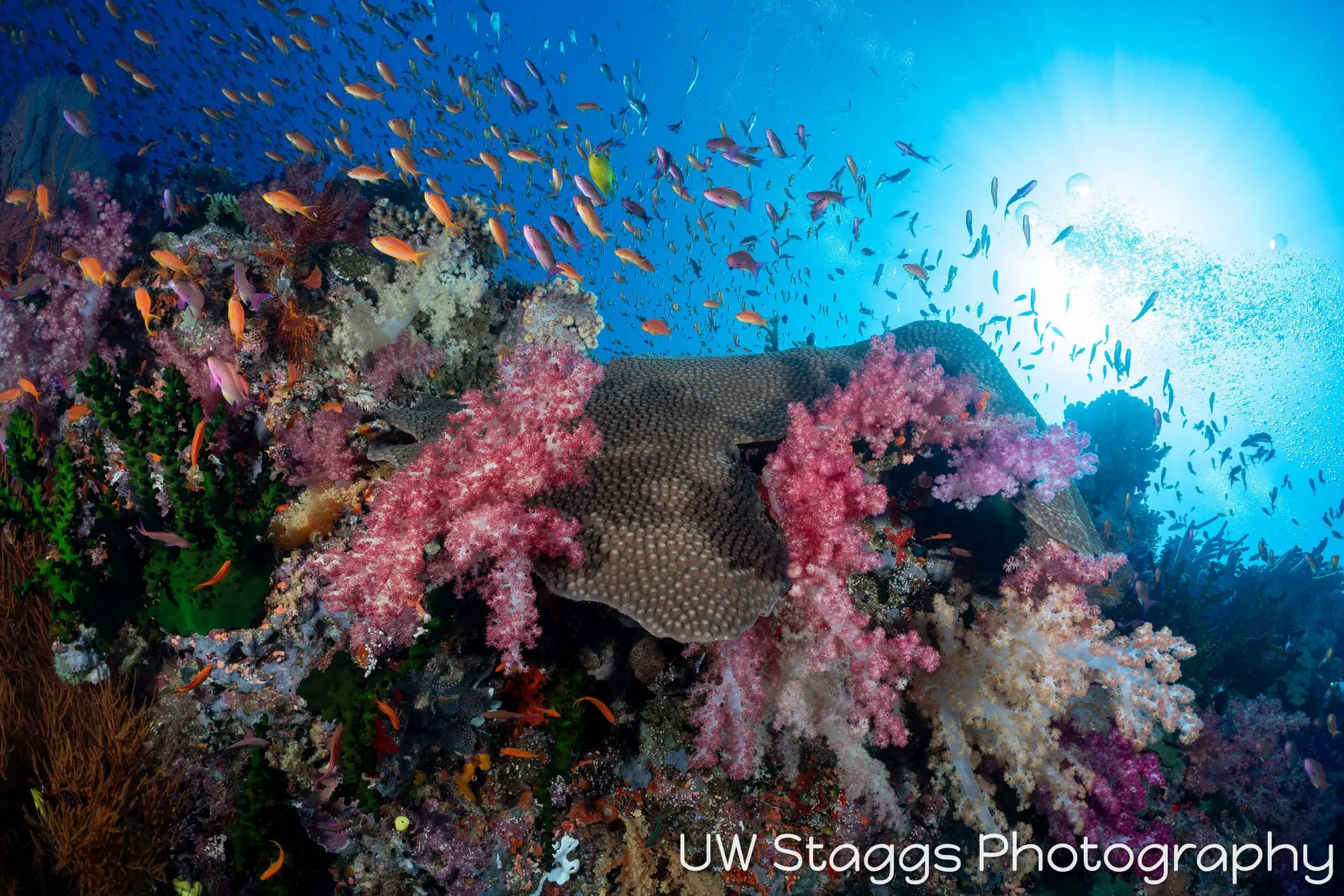 Coral Atoll — Bligh Waters, Fiji