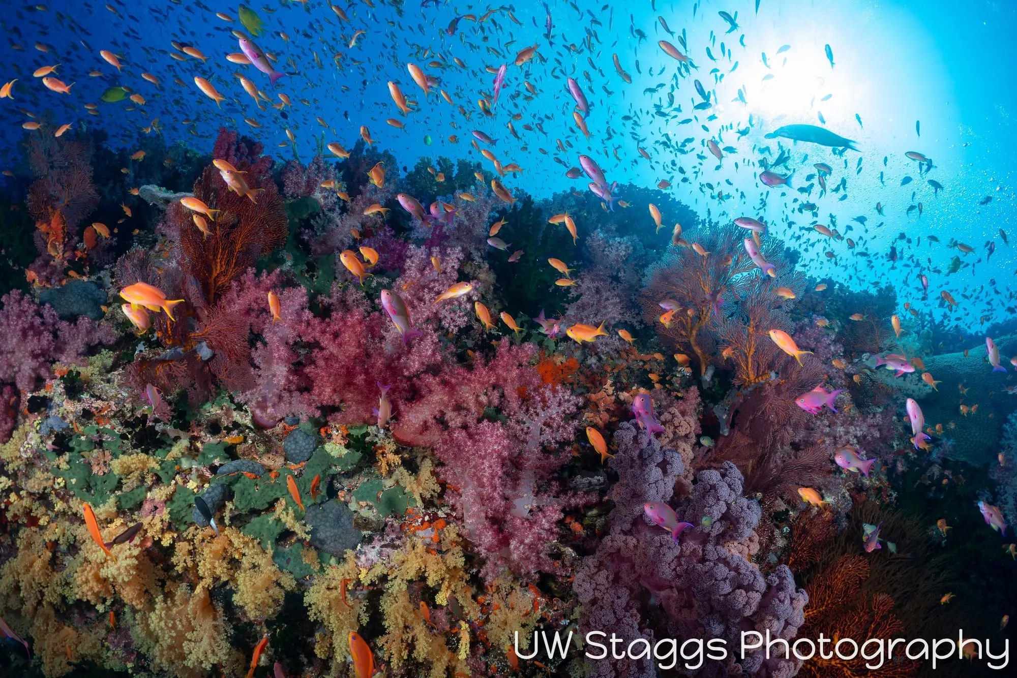 Coral Atoll — Bligh Waters, Fiji