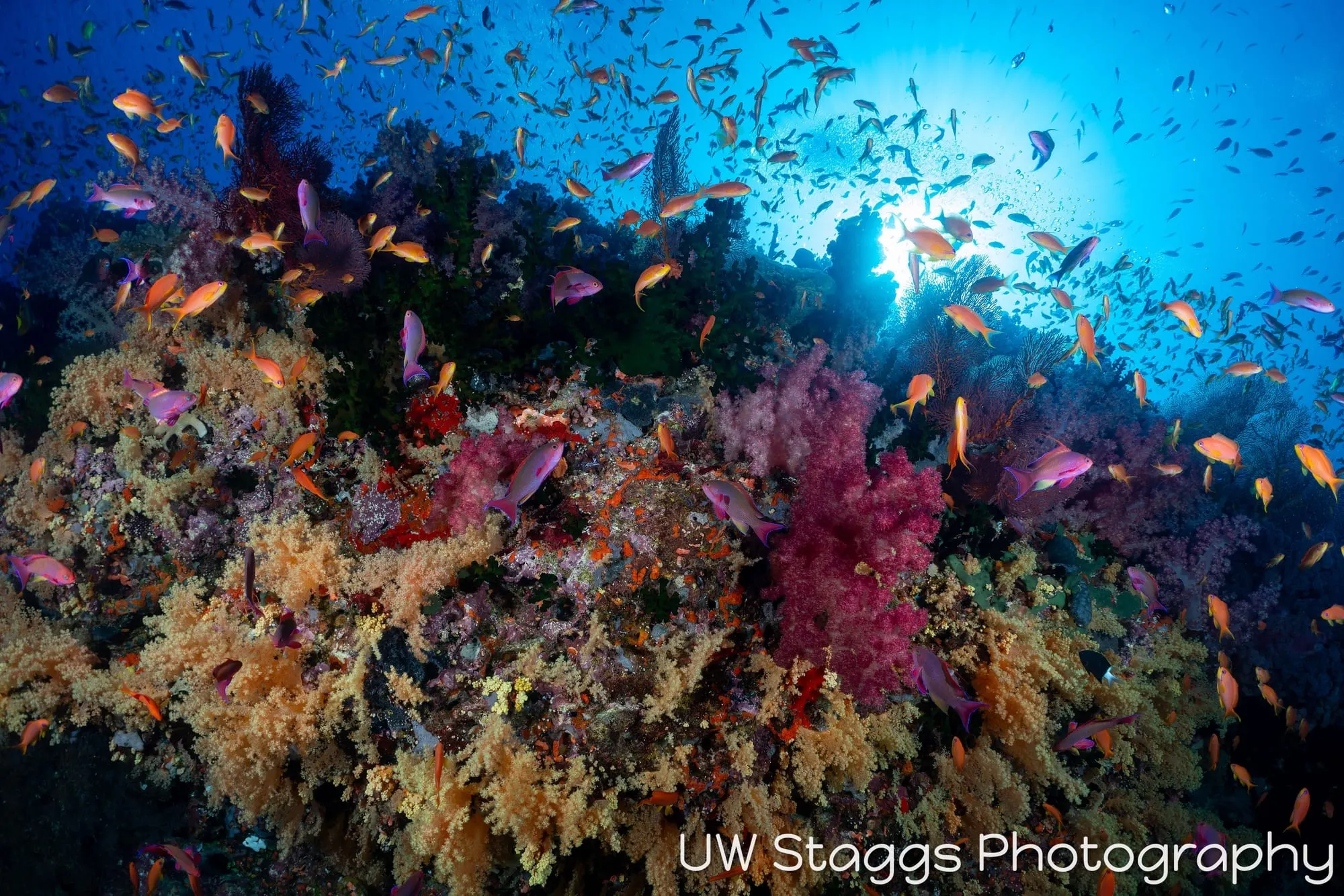 Coral Atoll — Bligh Waters, Fiji