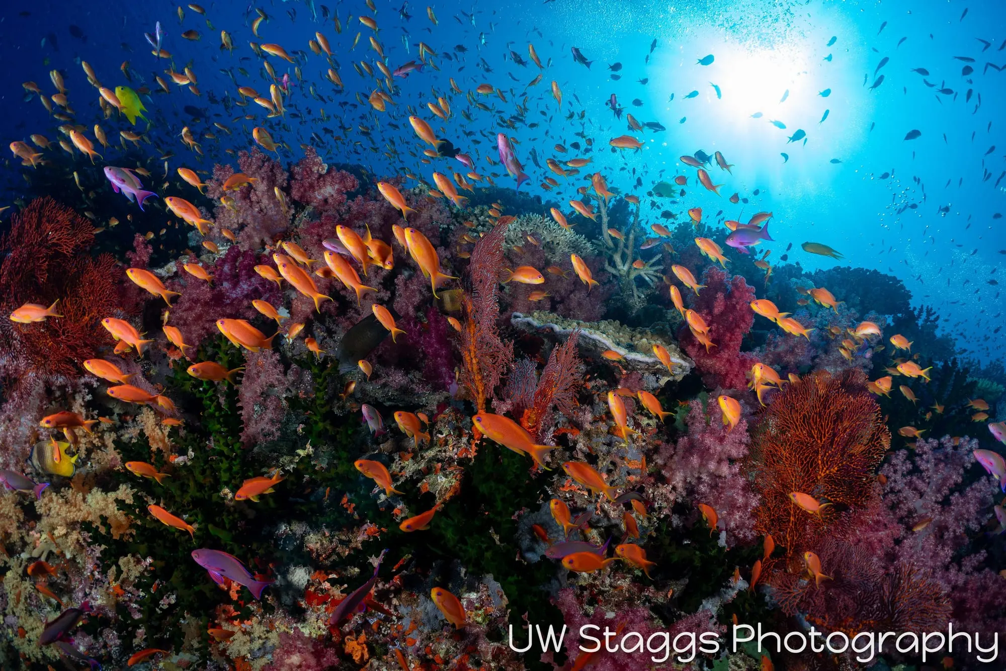 Coral Atoll — Bligh Waters, Fiji