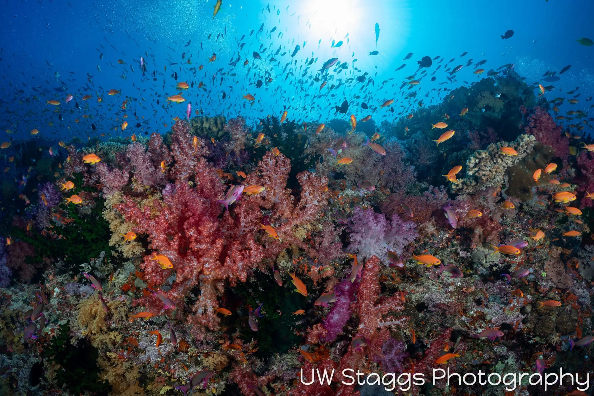 Coral Atoll — Bligh Waters, Fiji