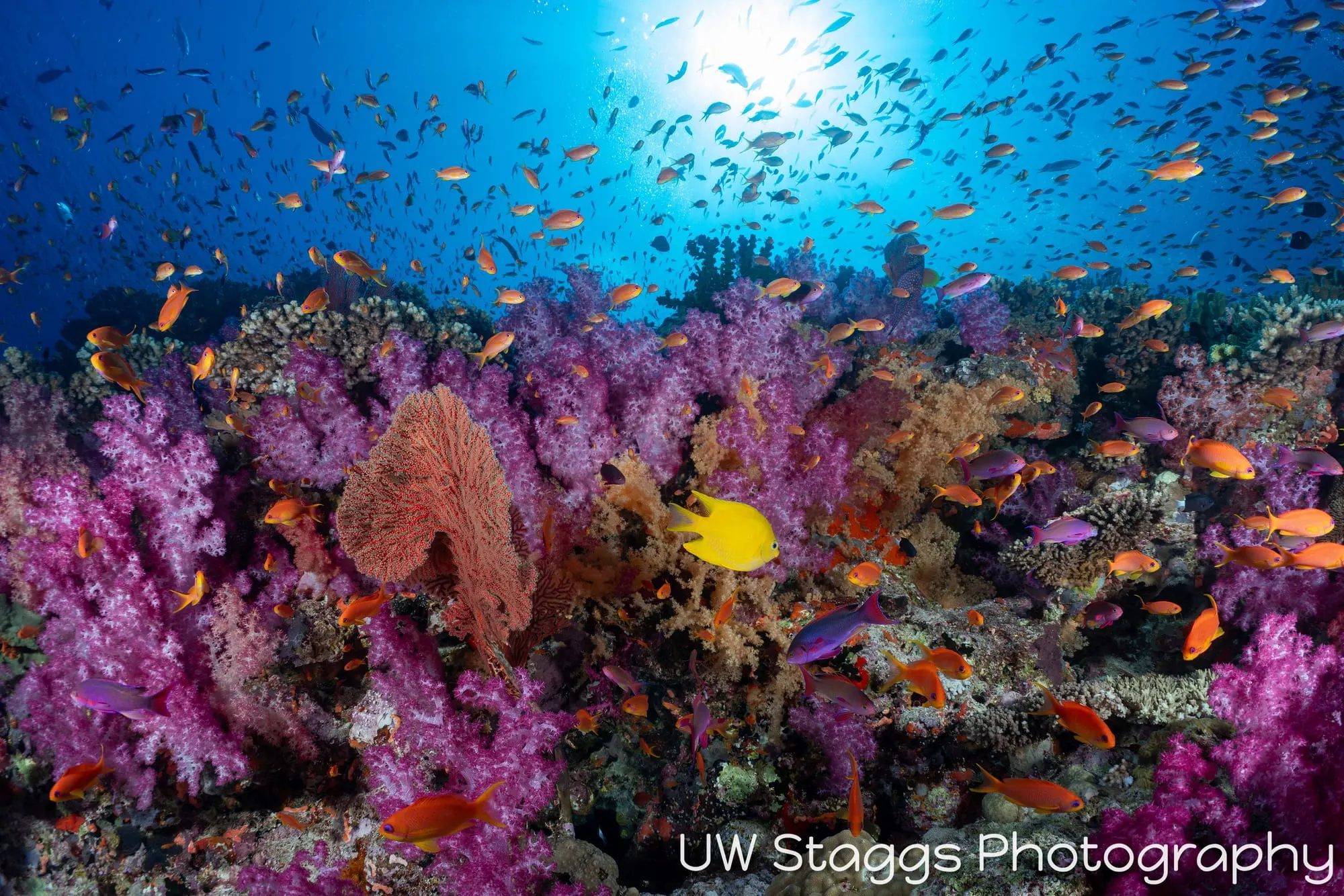 Coral Atoll — Bligh Waters, Fiji
