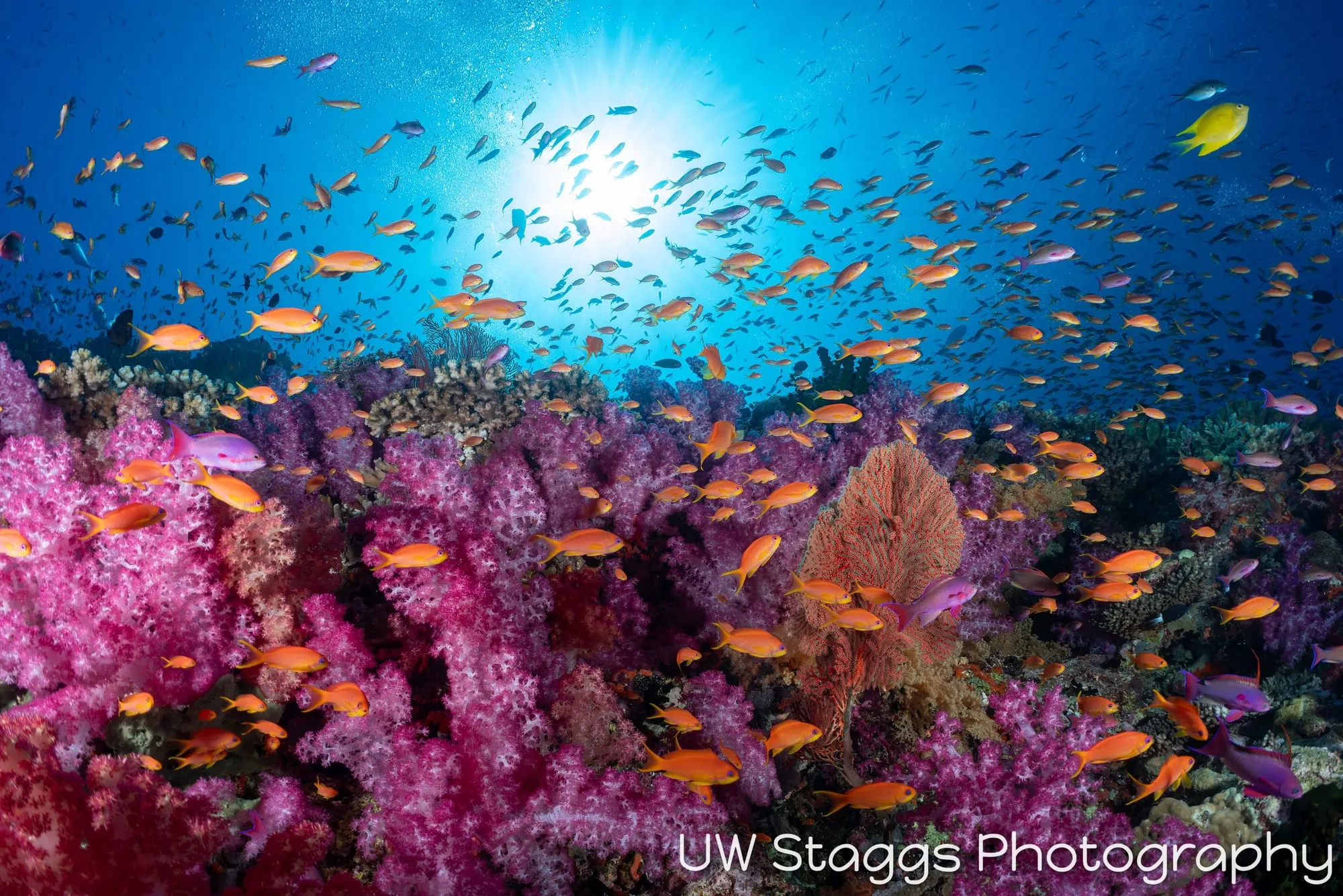 Coral Atoll — Bligh Waters, Fiji