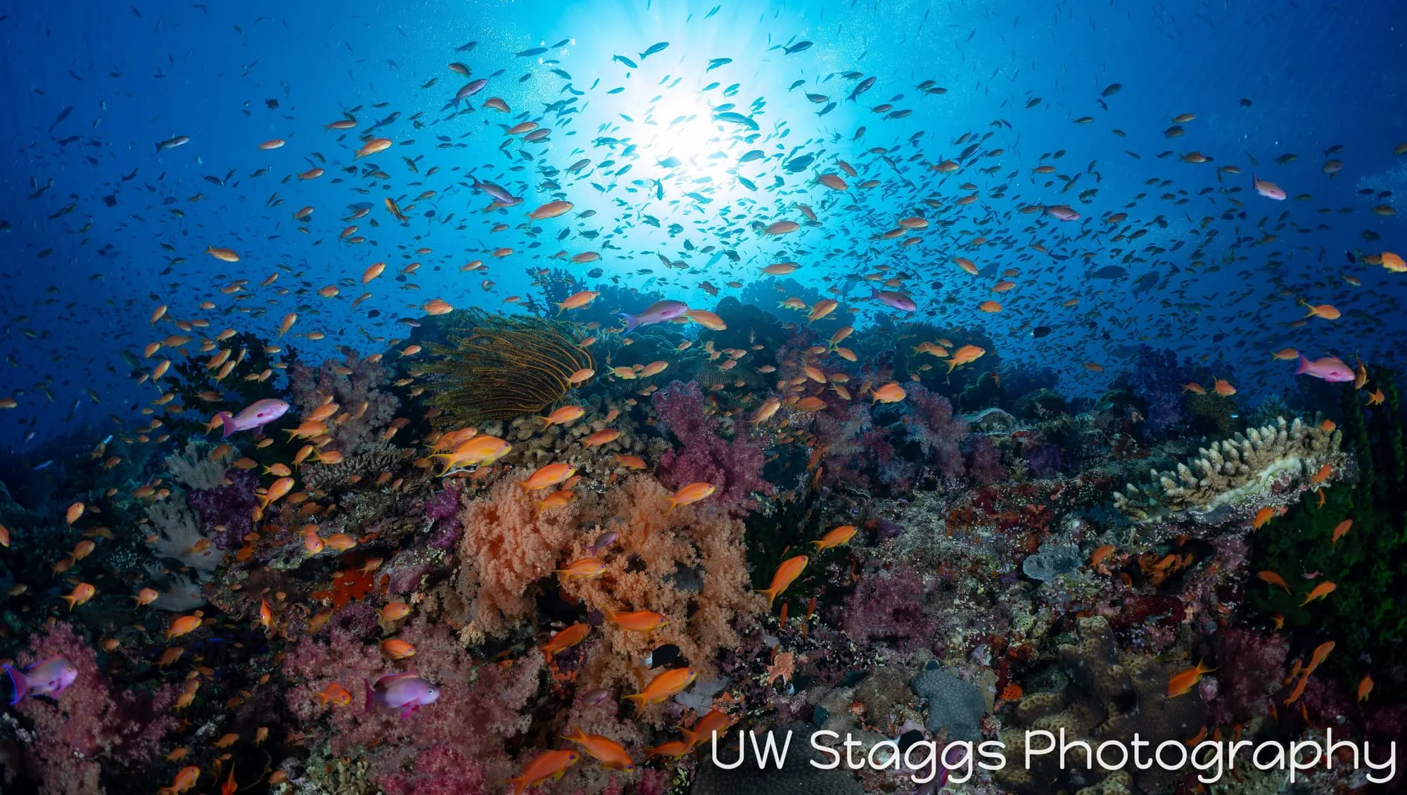 Coral Atoll — Bligh Waters, Fiji