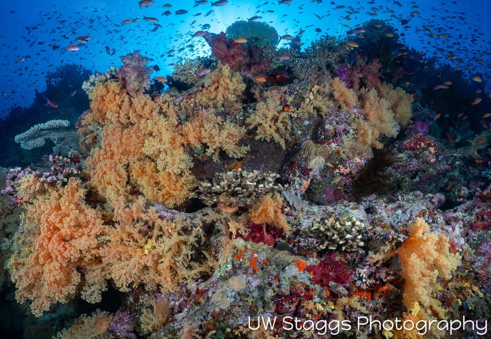 Coral Atoll — Bligh Waters, Fiji