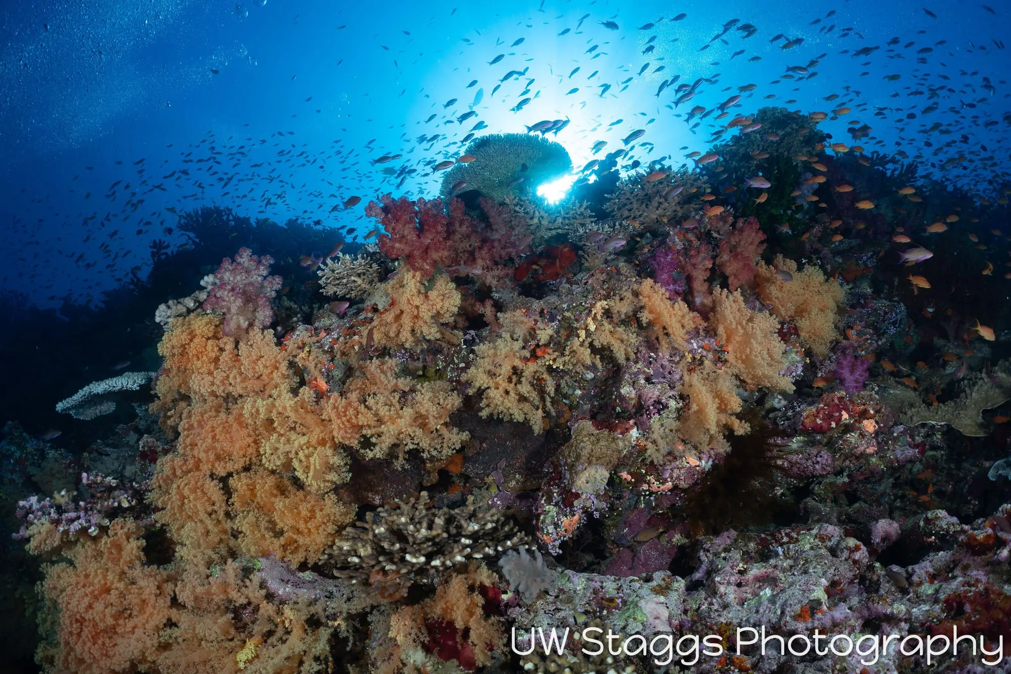 Coral Atoll — Bligh Waters, Fiji