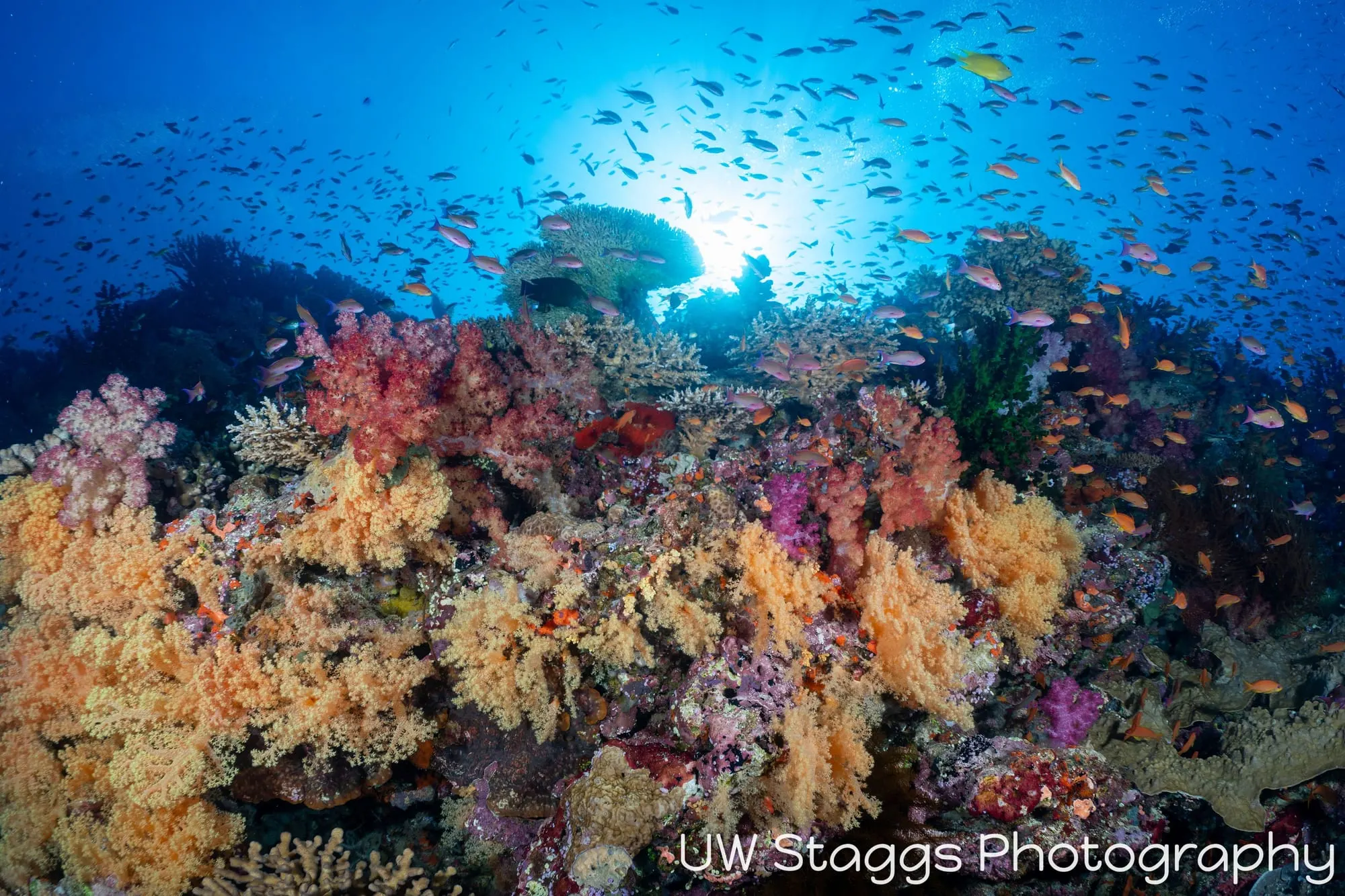 Coral Atoll — Bligh Waters, Fiji