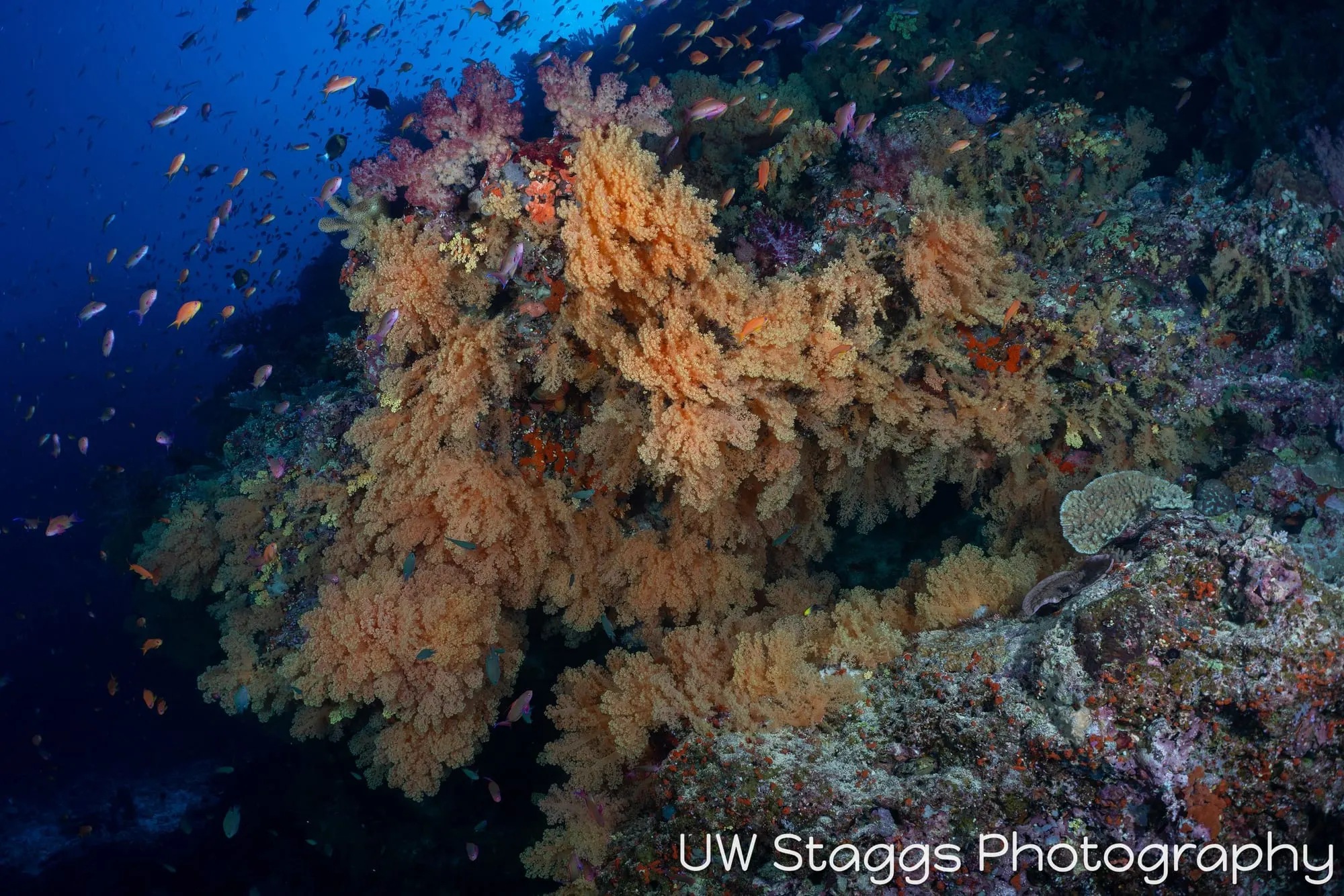 Coral Atoll — Bligh Waters, Fiji