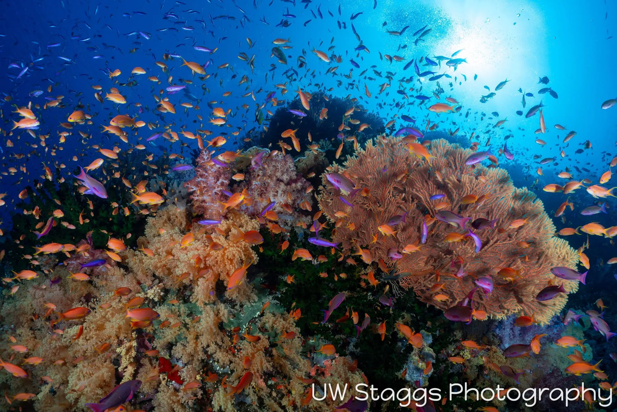 Coral Atoll — Bligh Waters, Fiji