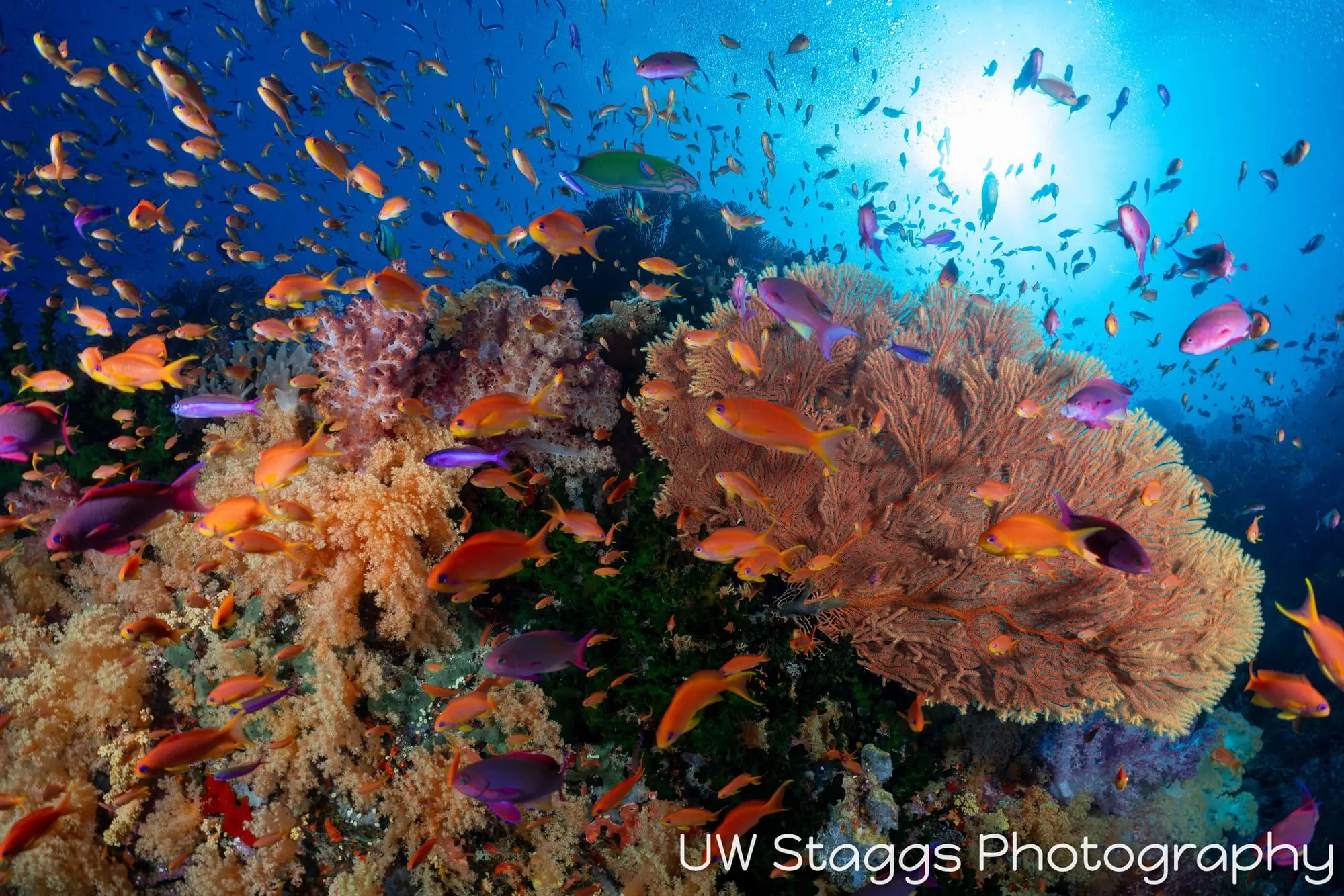 Coral Atoll — Bligh Waters, Fiji