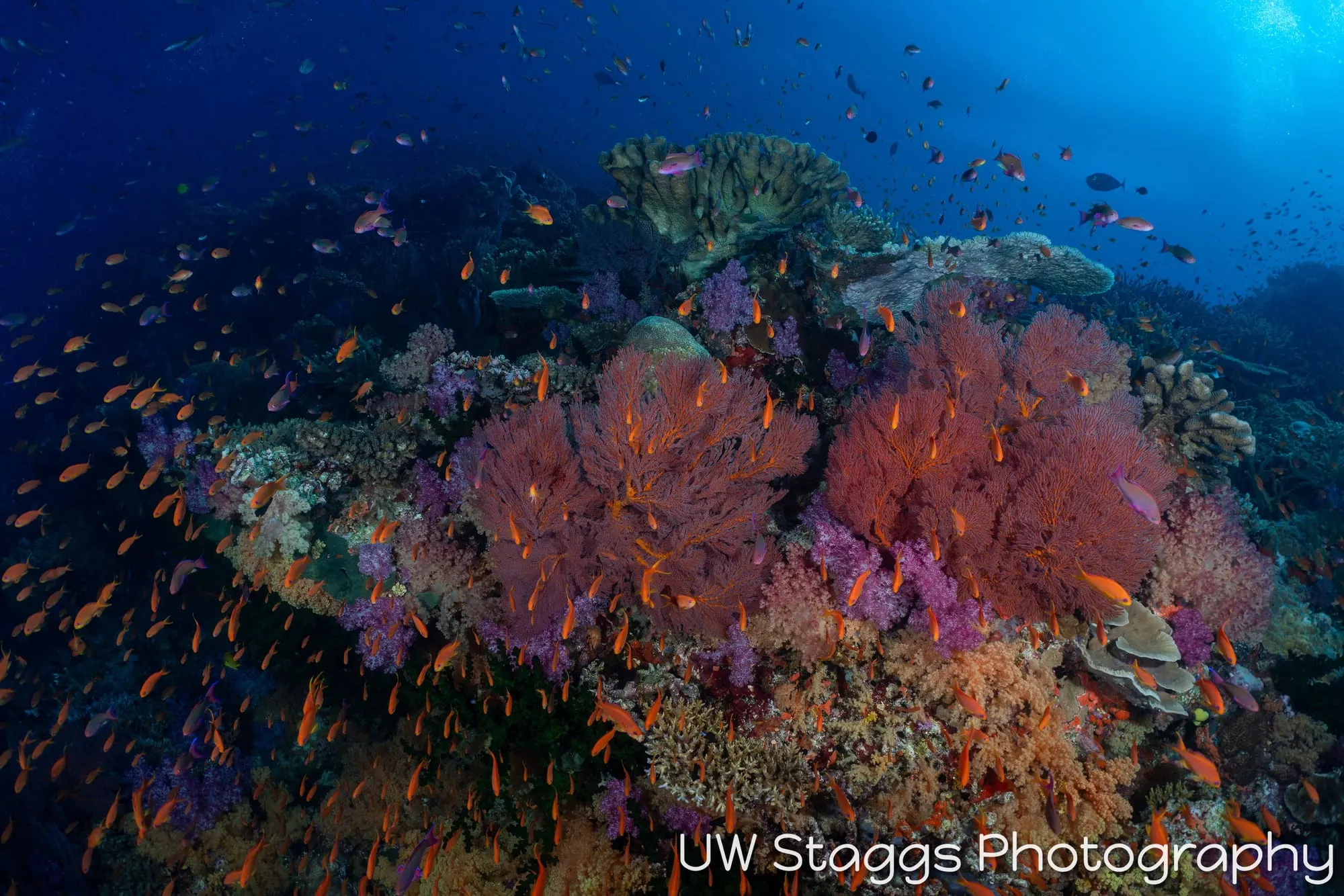 Coral Atoll — Bligh Waters, Fiji