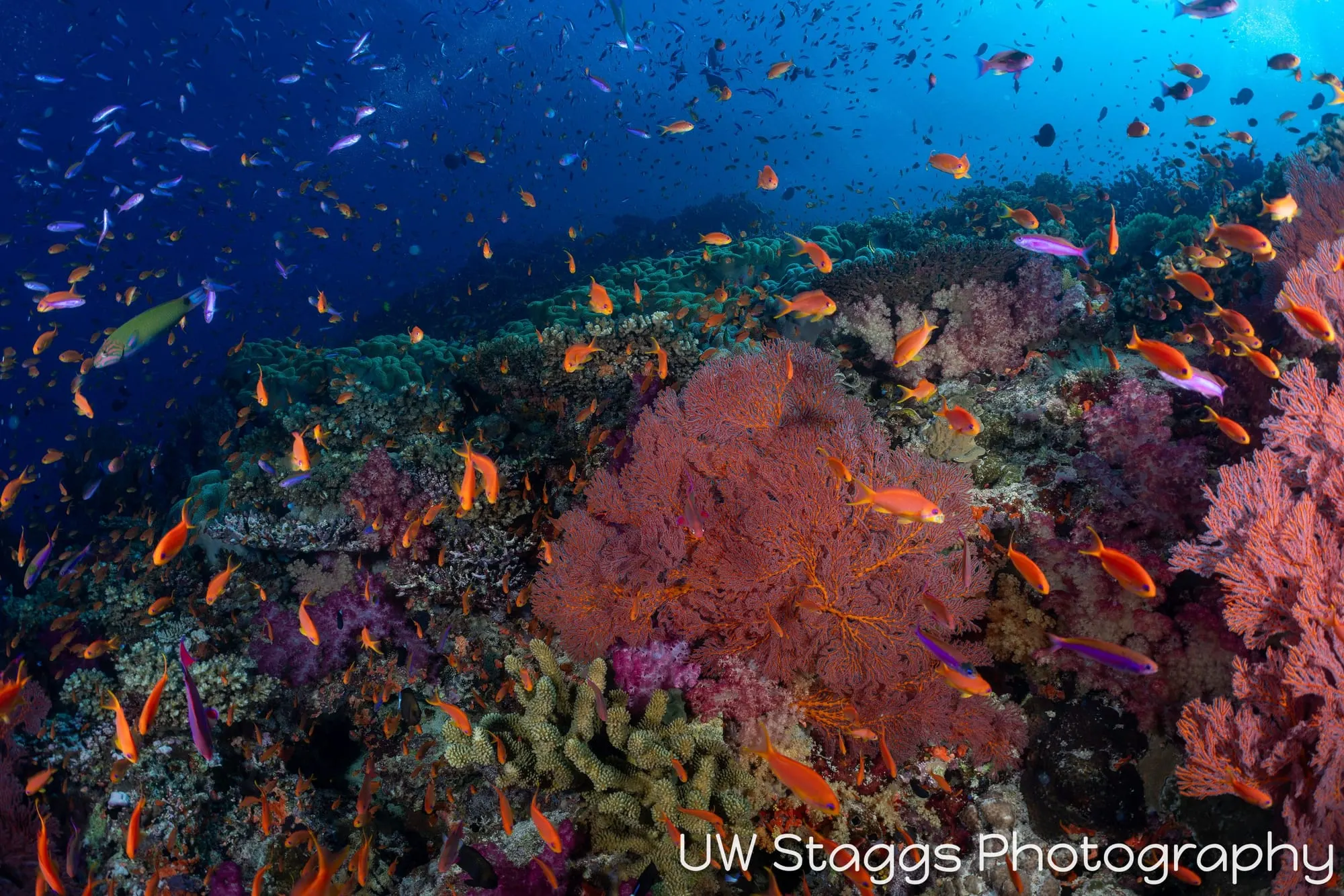 Coral Atoll — Bligh Waters, Fiji