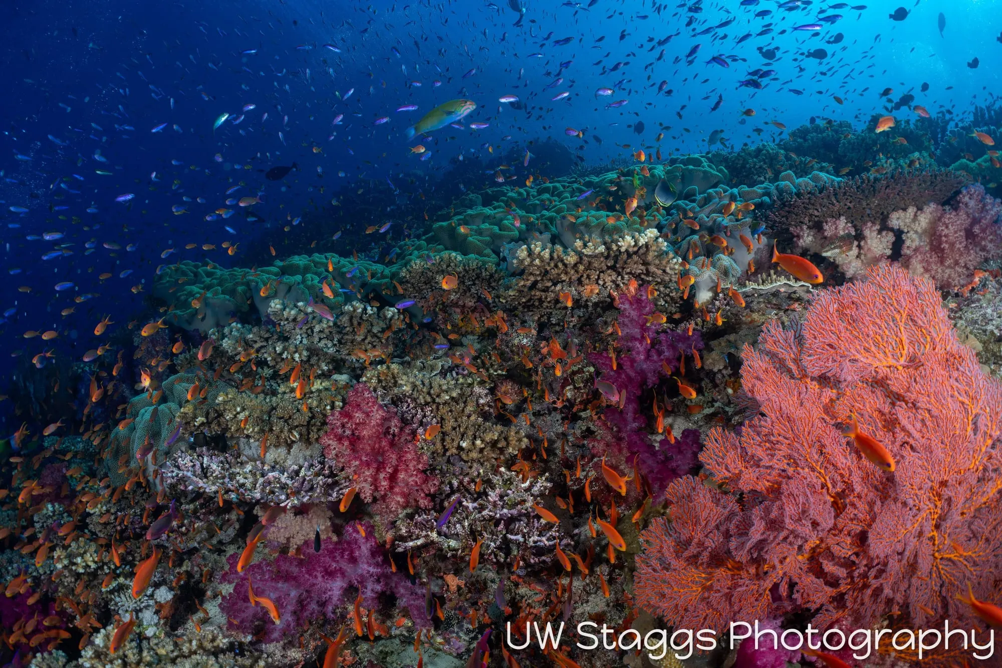 Coral Atoll — Bligh Waters, Fiji