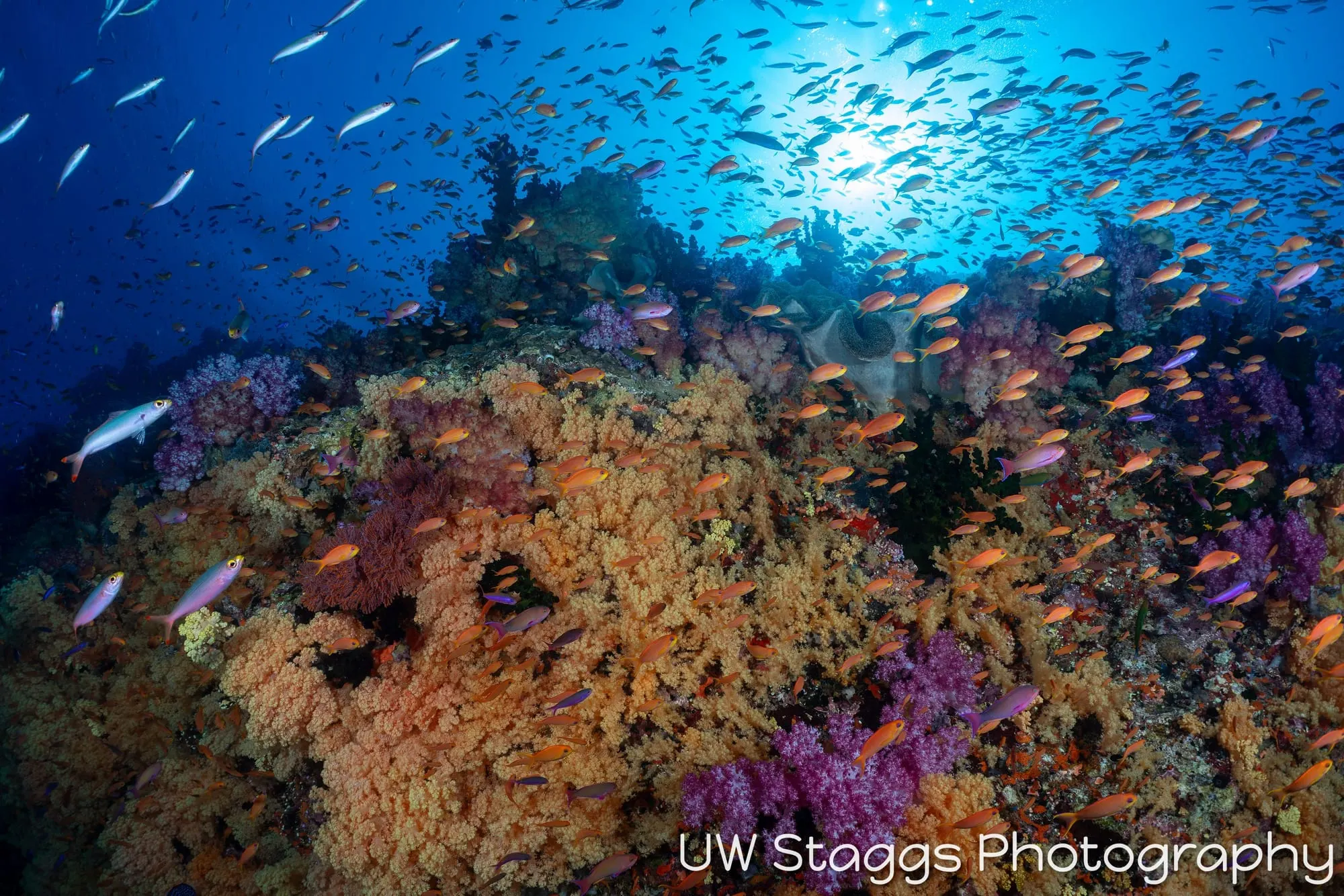 Coral Atoll — Bligh Waters, Fiji