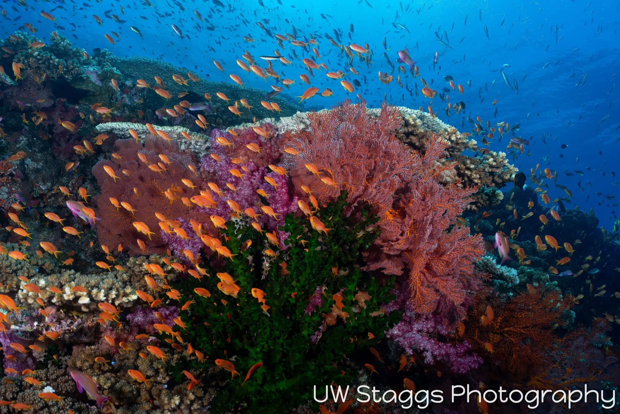 Coral Atoll — Bligh Waters, Fiji