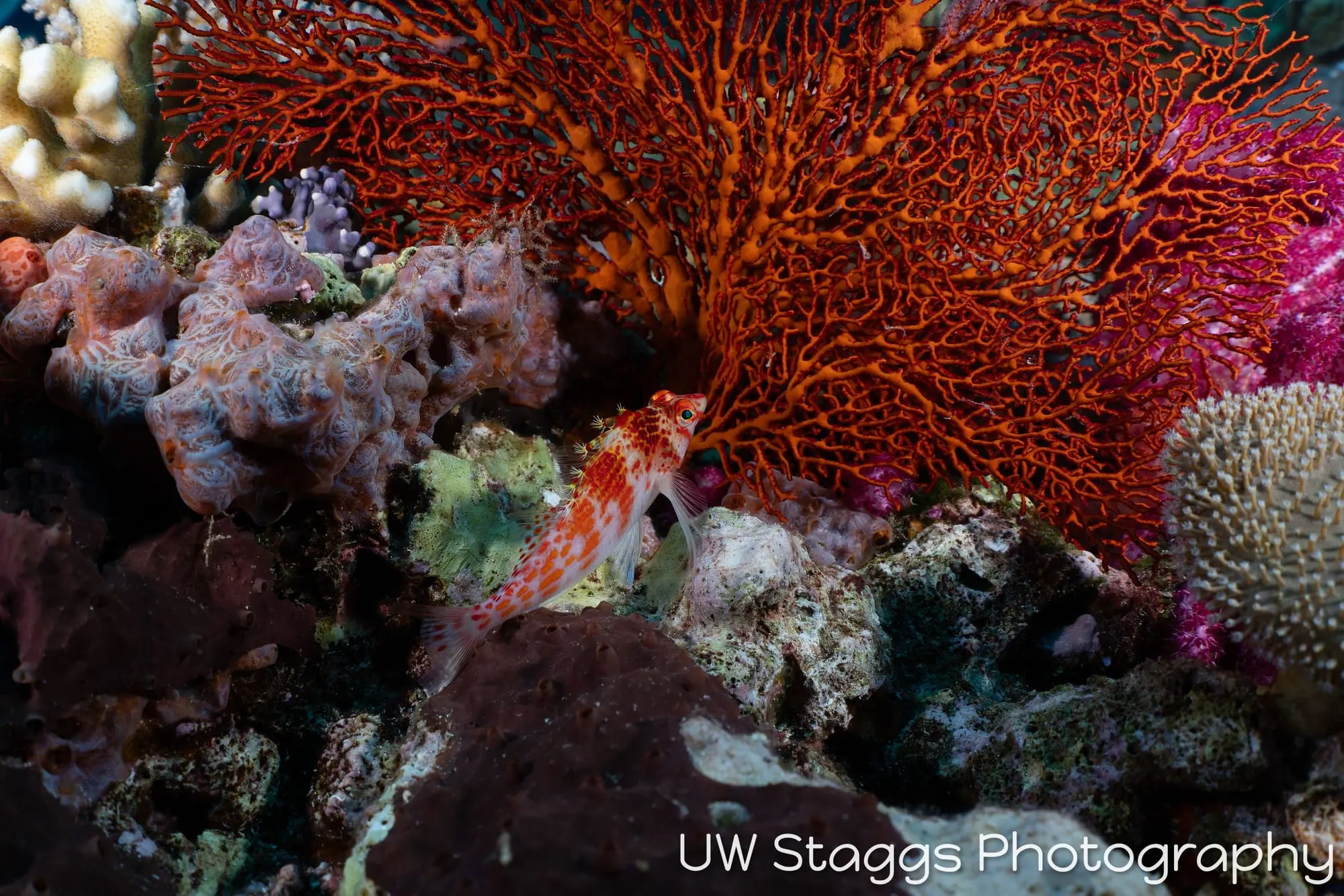 Coral Atoll — Bligh Waters, Fiji