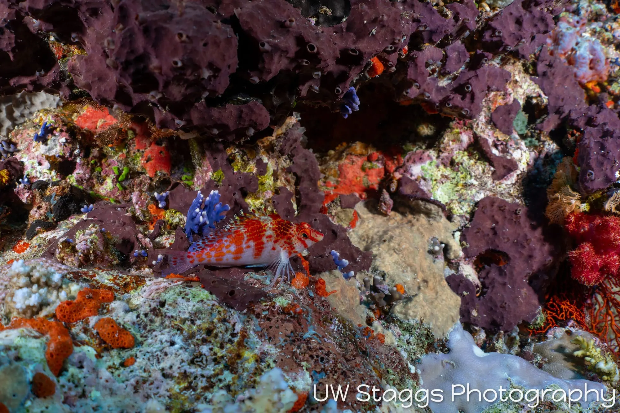 Coral Atoll — Bligh Waters, Fiji