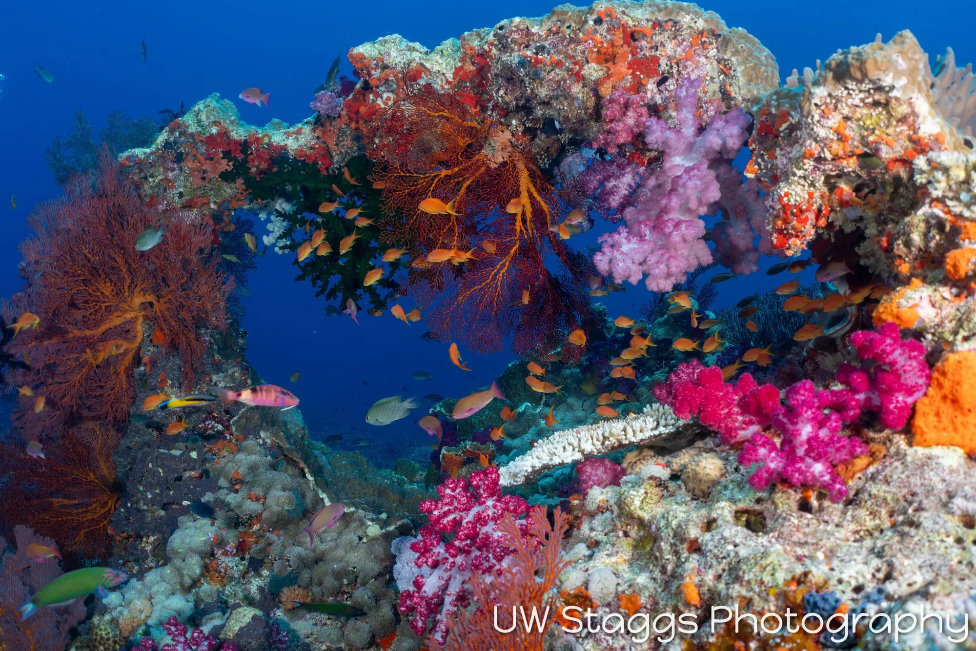 Coral Atoll — Bligh Waters, Fiji