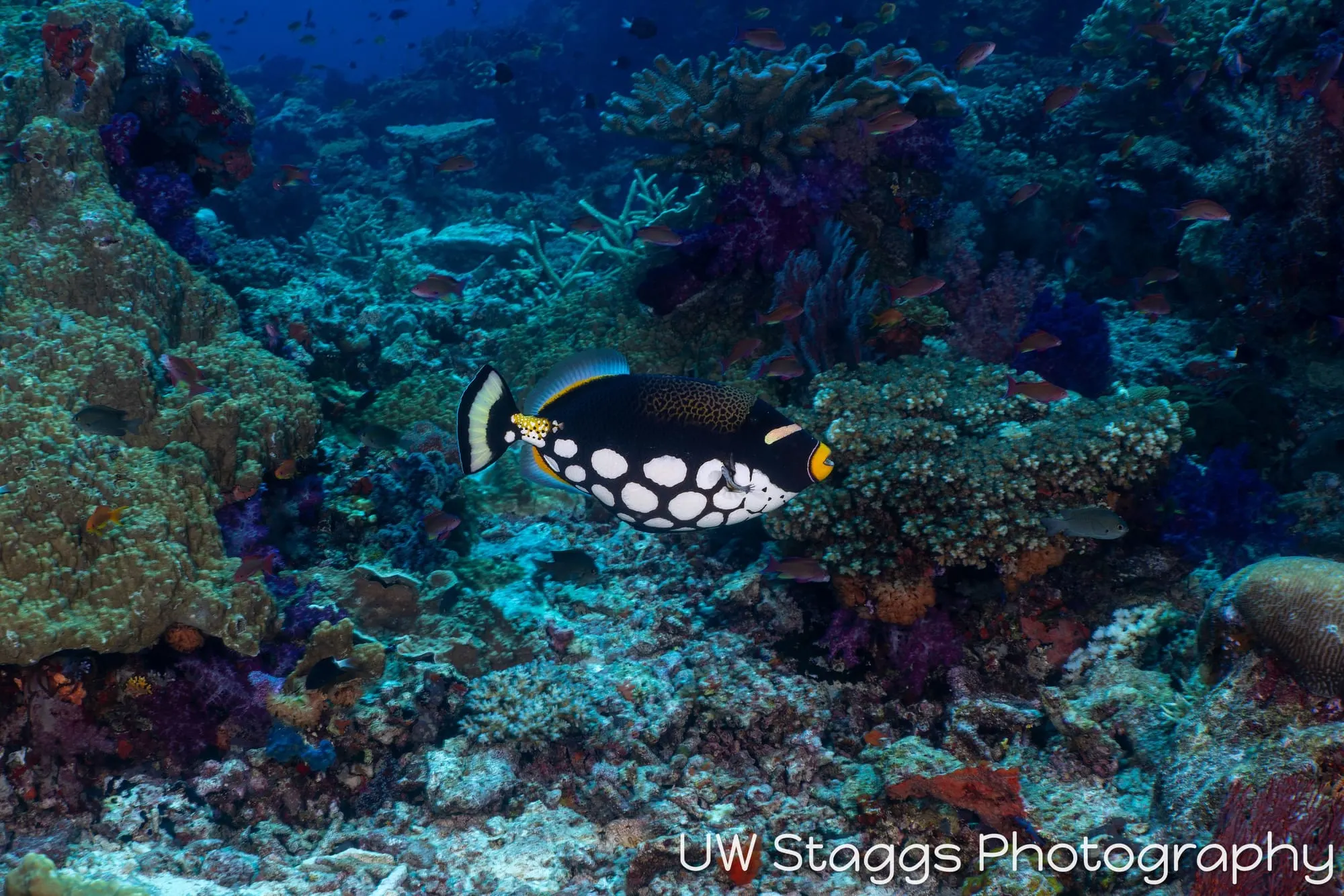 Coral Atoll — Bligh Waters, Fiji
