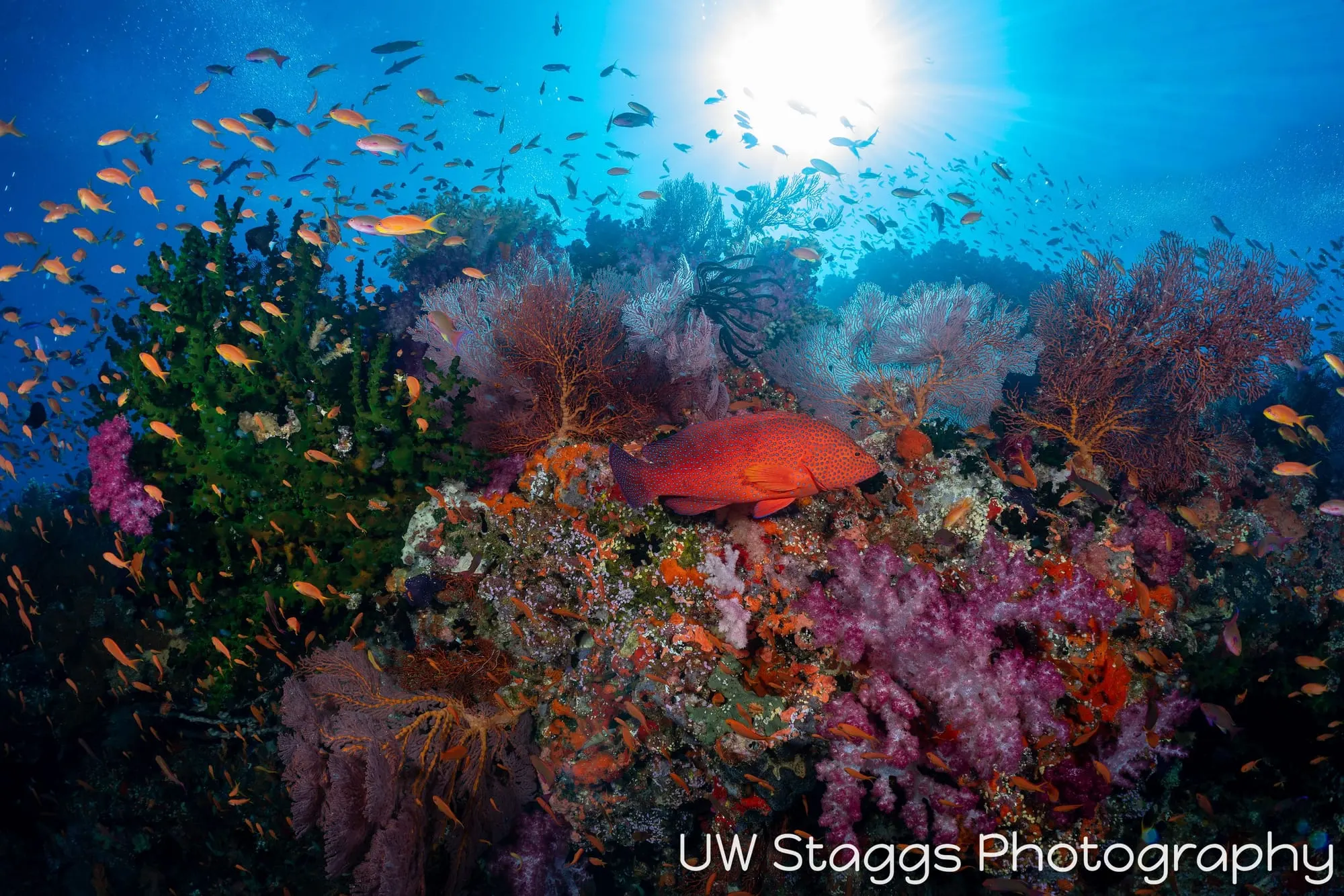 Coral Atoll — Bligh Waters, Fiji