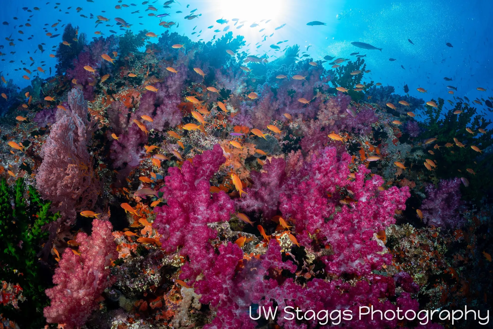 Coral Atoll — Bligh Waters, Fiji