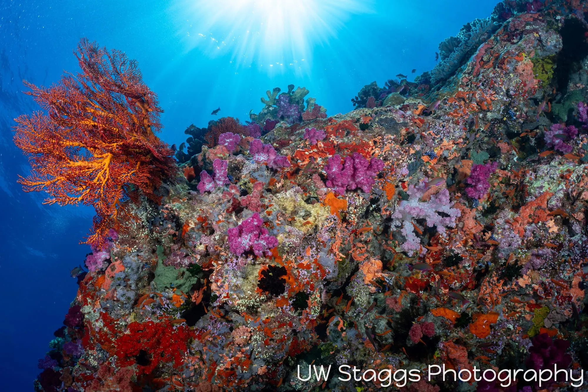 Coral Atoll — Bligh Waters, Fiji