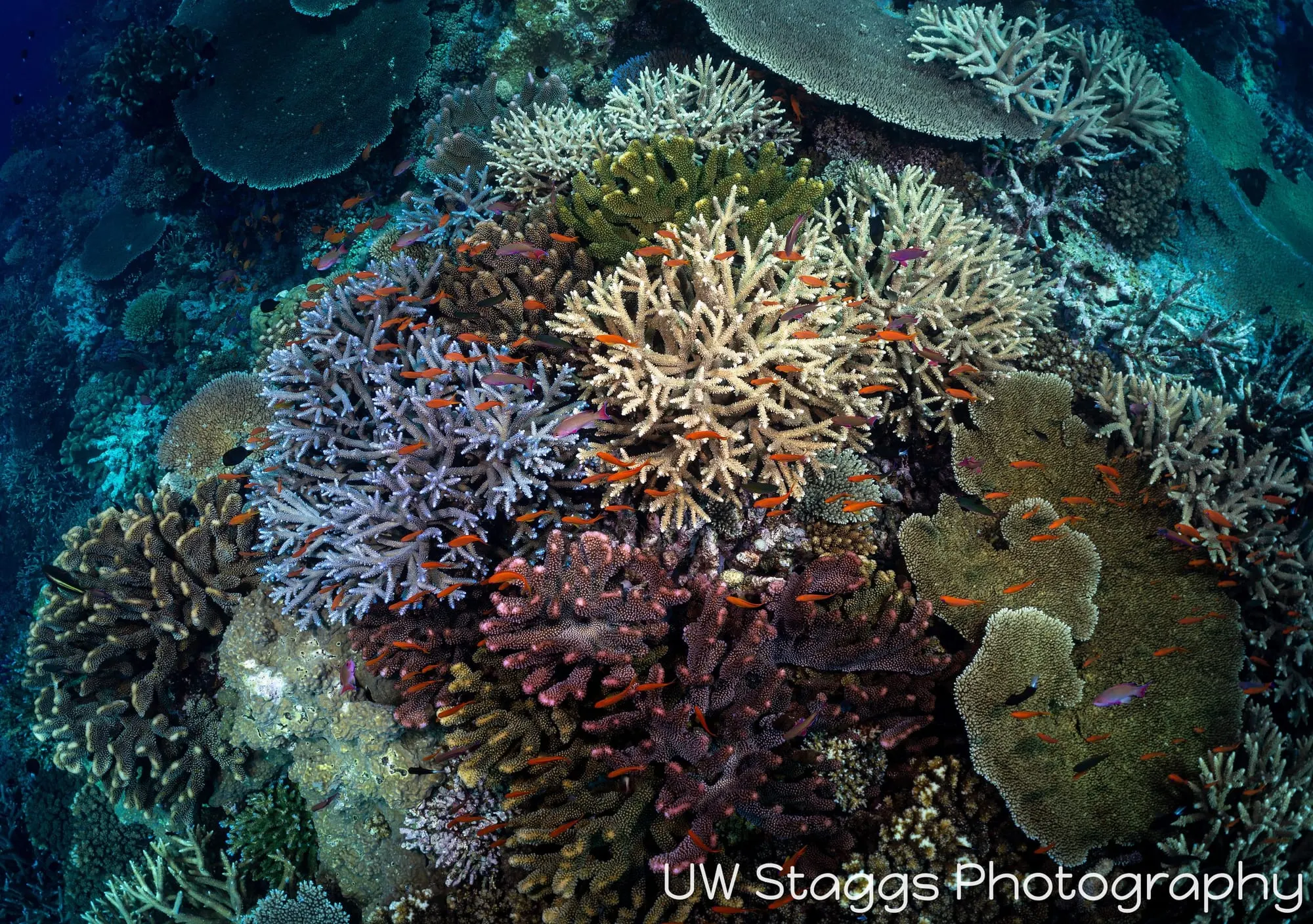 Coral Atoll — Bligh Waters, Fiji