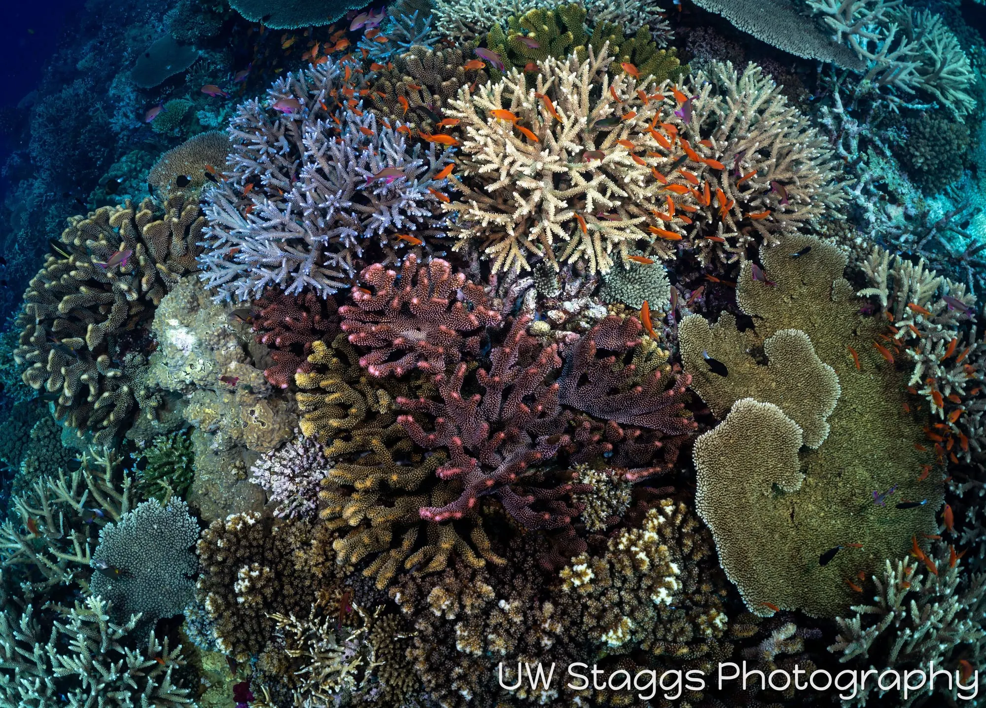 Coral Atoll — Bligh Waters, Fiji