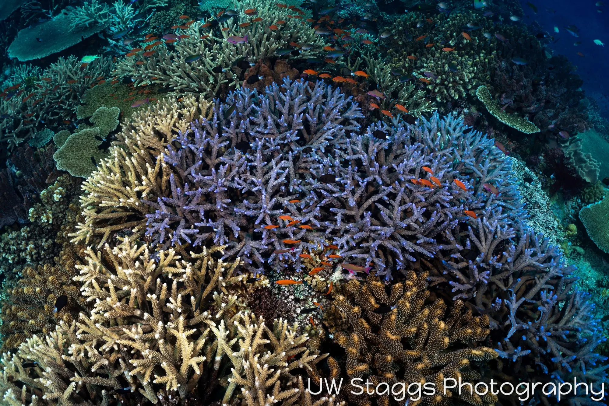 Coral Atoll — Bligh Waters, Fiji