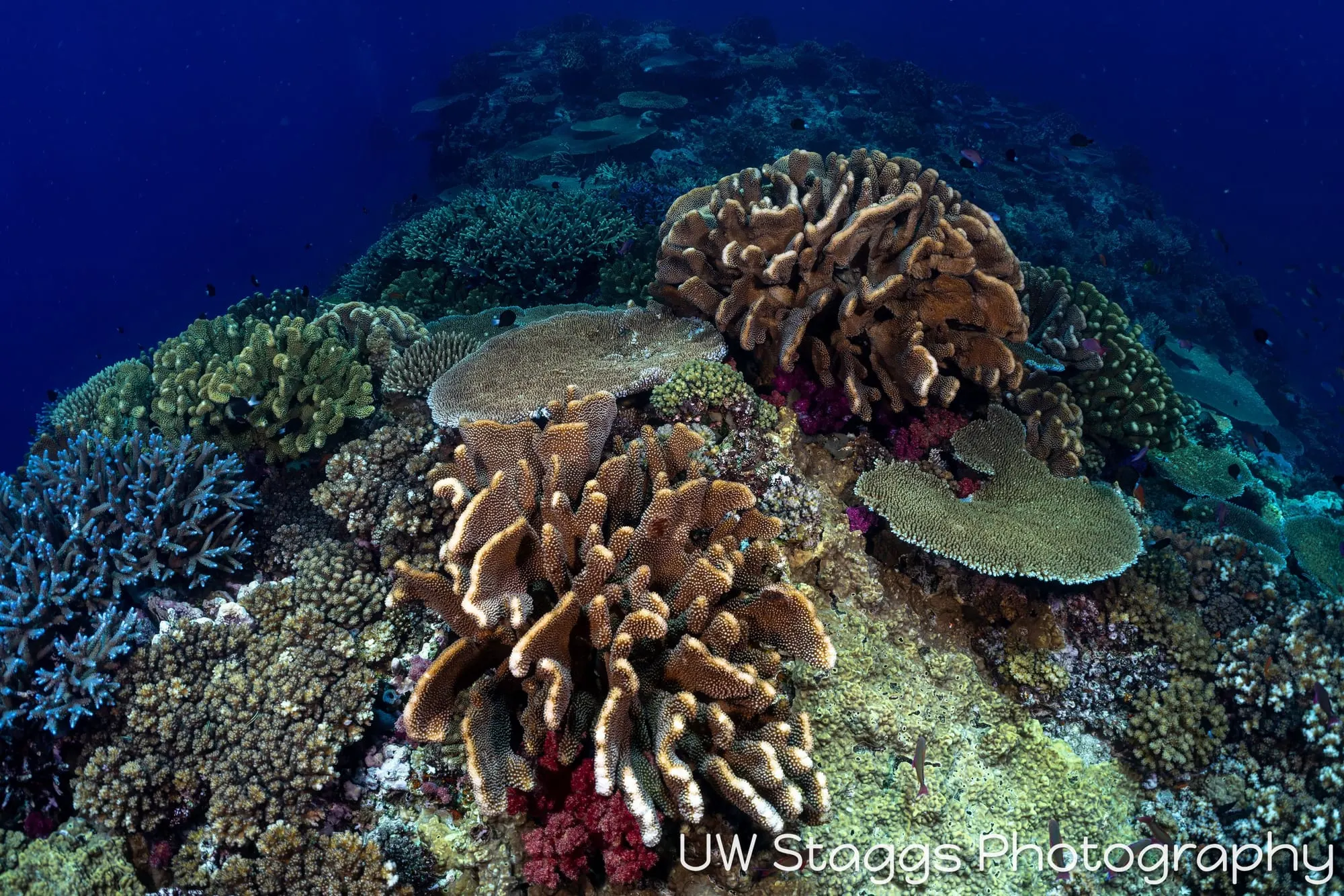 Coral Atoll — Bligh Waters, Fiji