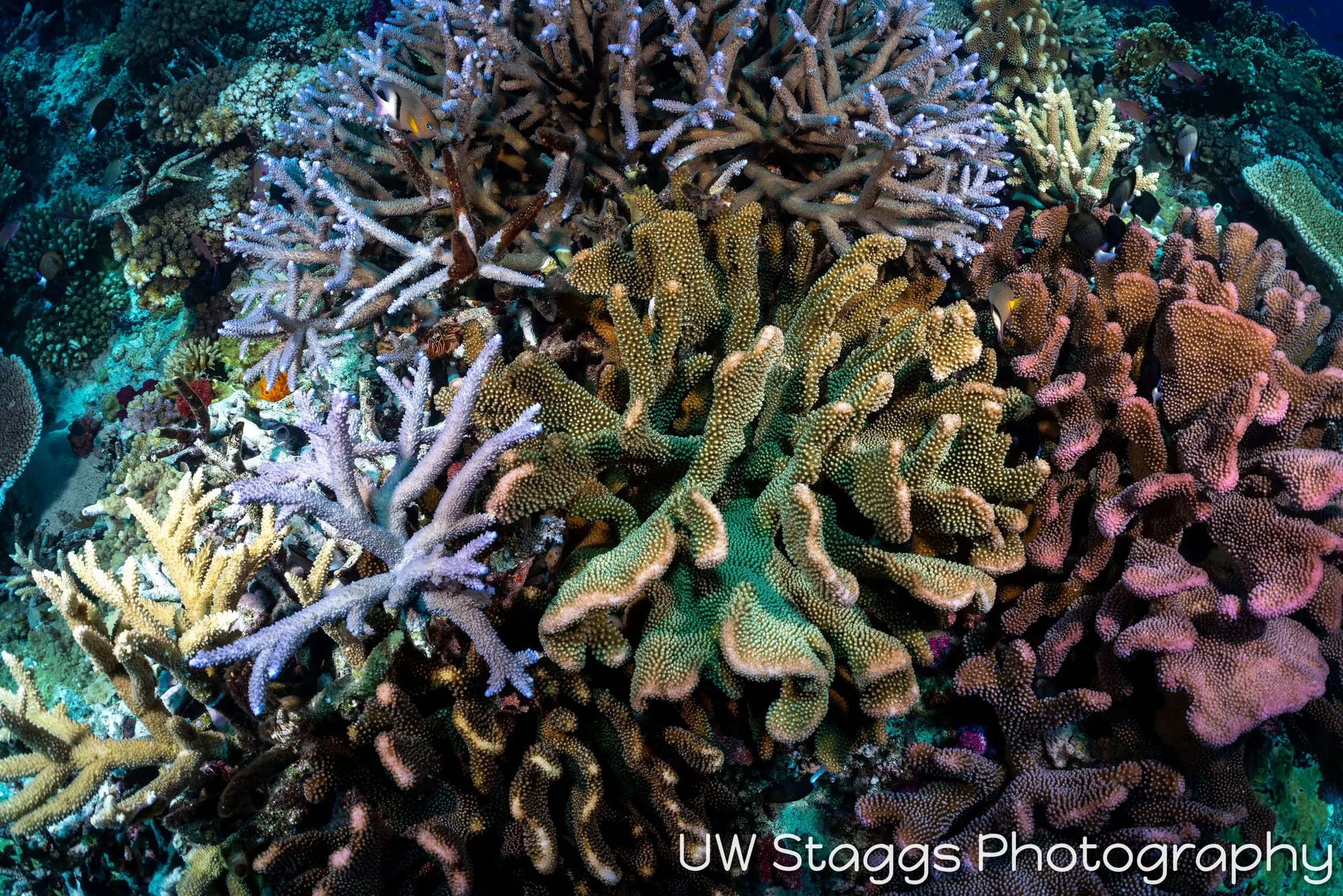 Coral Atoll — Bligh Waters, Fiji