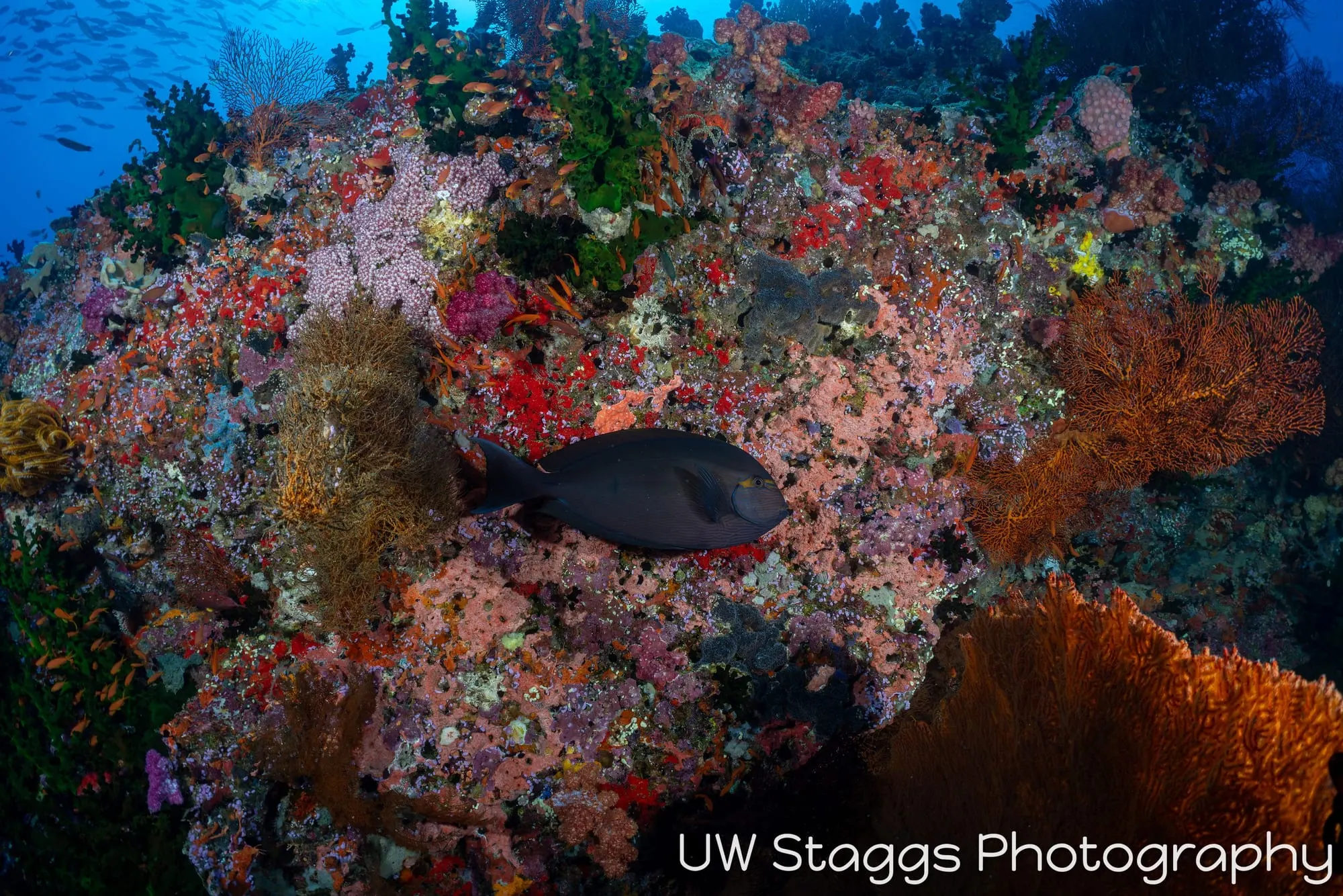 Coral Atoll — Bligh Waters, Fiji