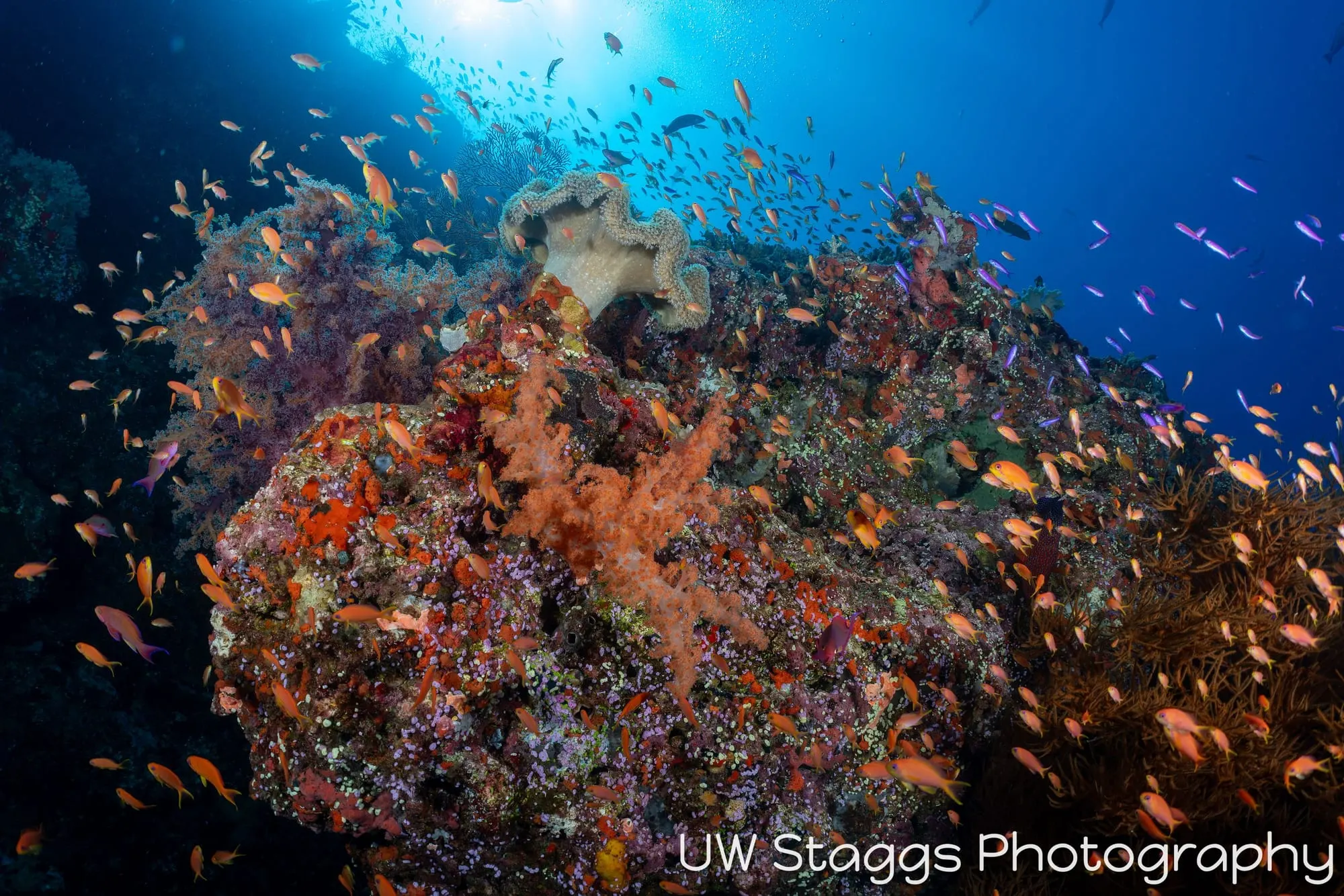 Coral Atoll — Bligh Waters, Fiji