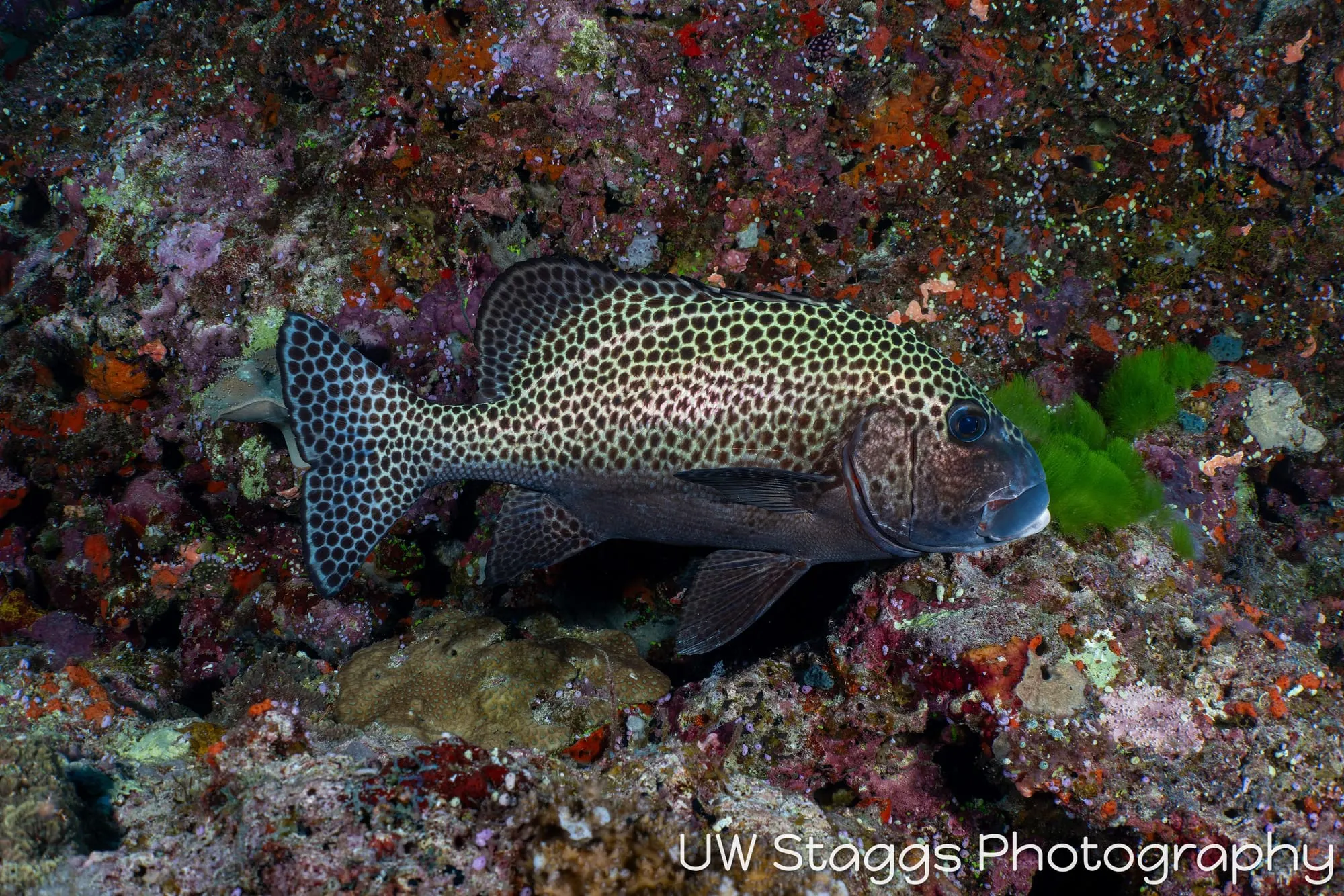 Reef Scene — Bligh Waters, Fiji
