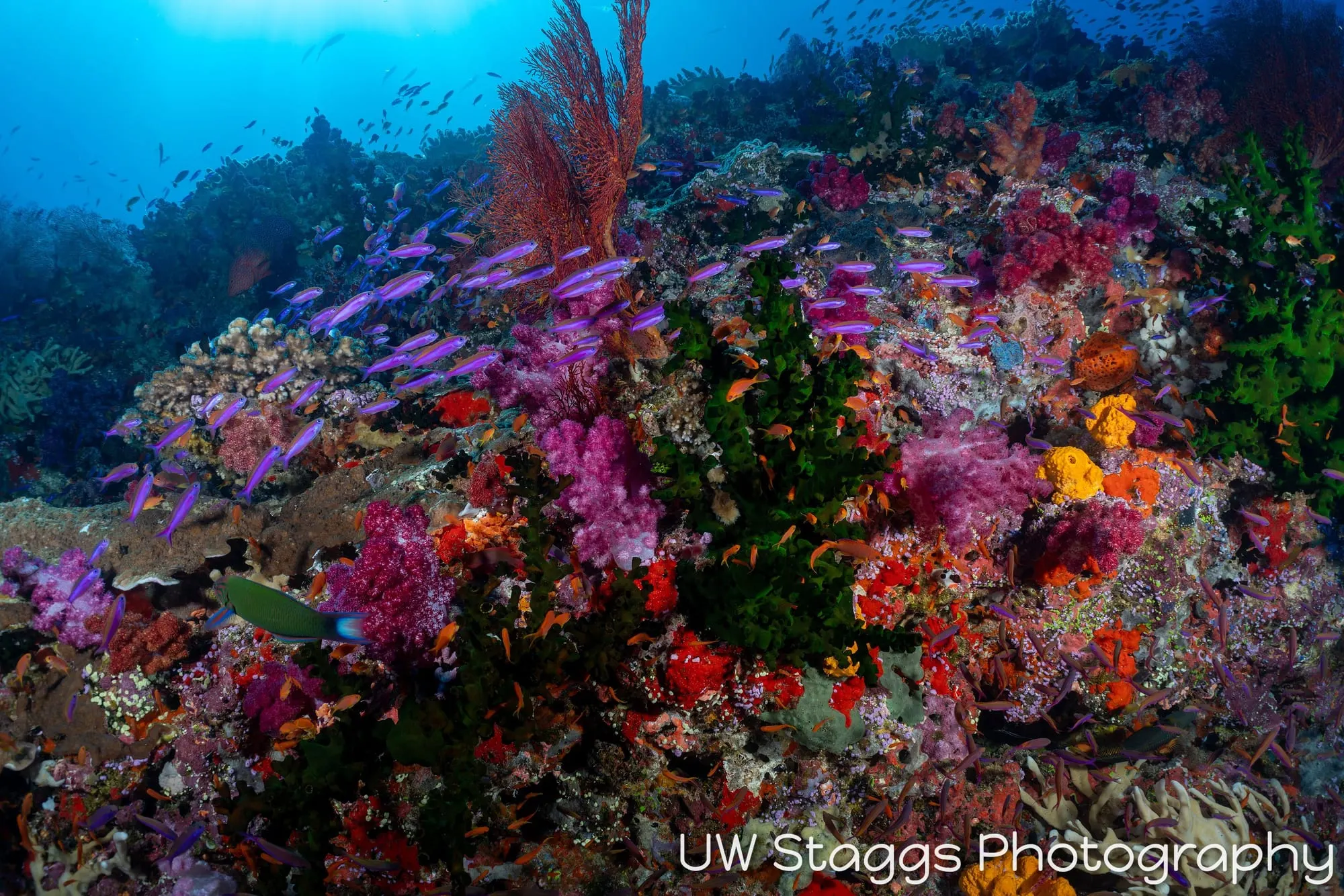 Coral Atoll — Bligh Waters, Fiji