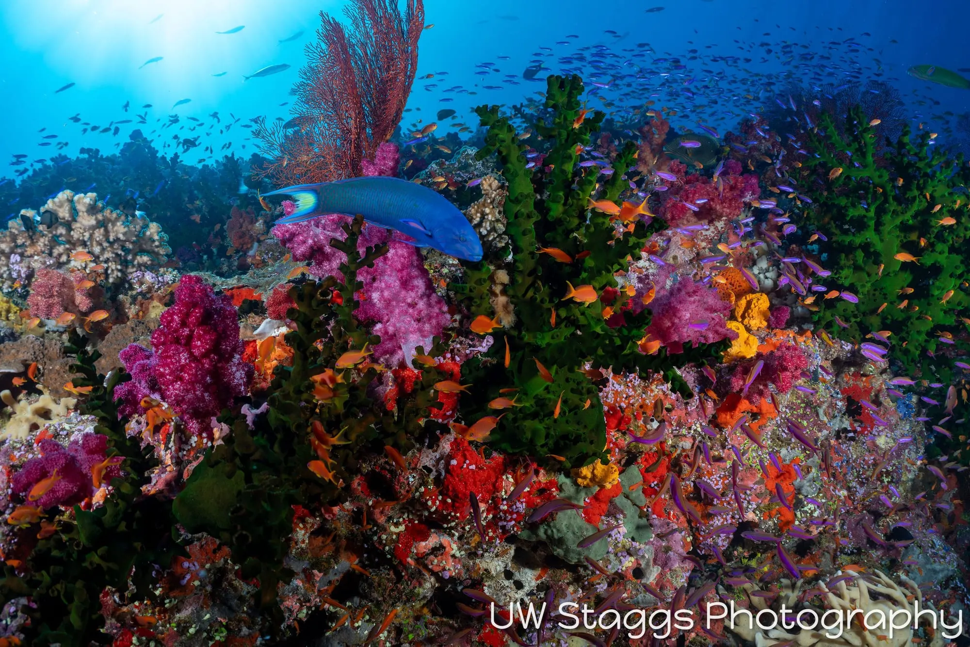 Coral Atoll — Bligh Waters, Fiji