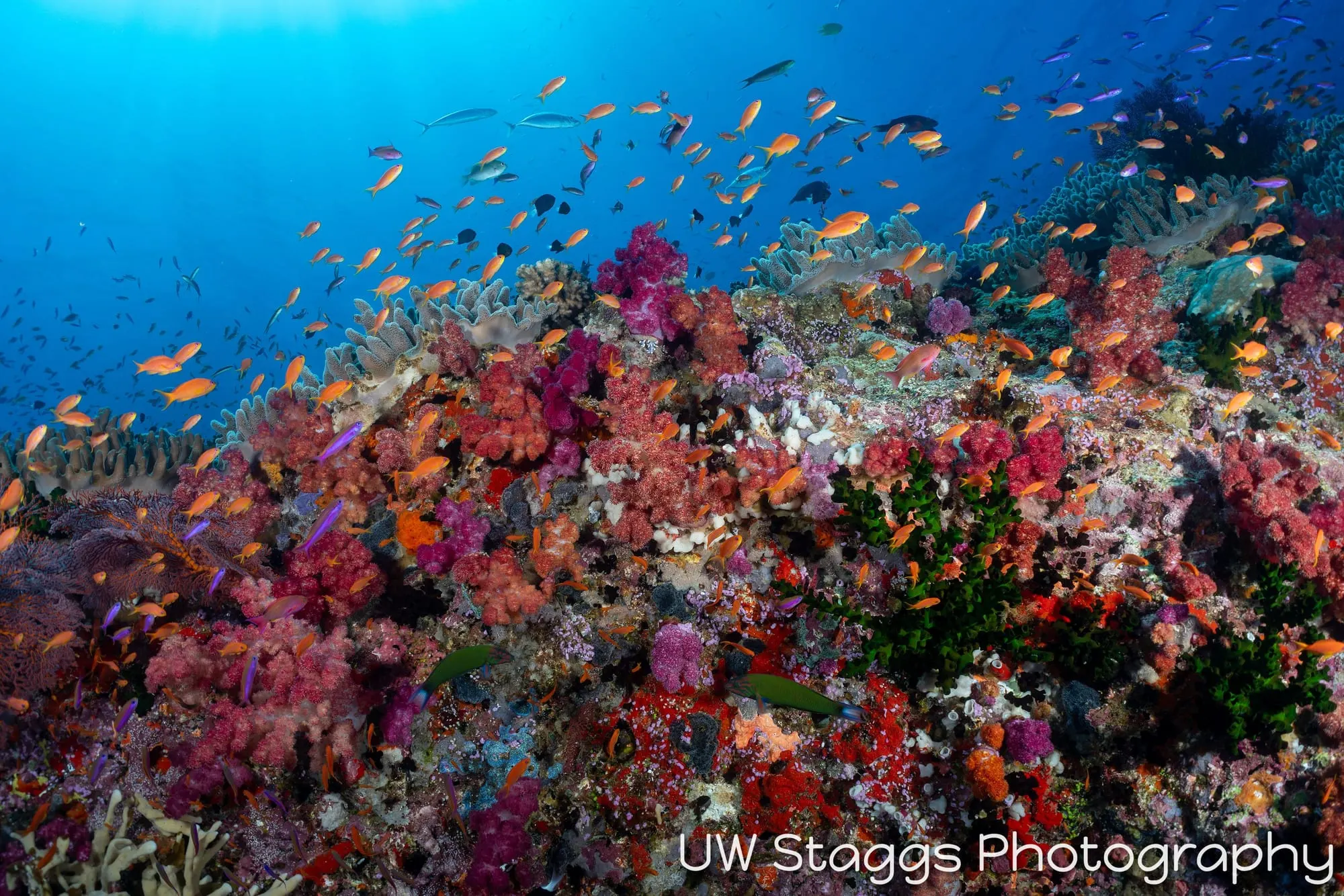 Coral Atoll — Bligh Waters, Fiji