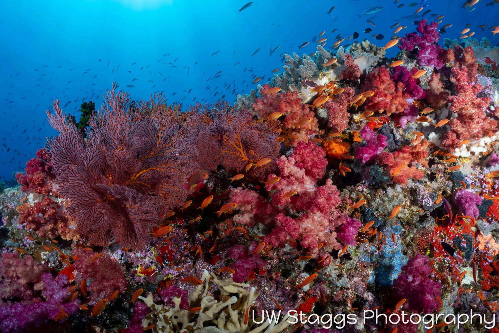 Coral Atoll — Bligh Waters, Fiji