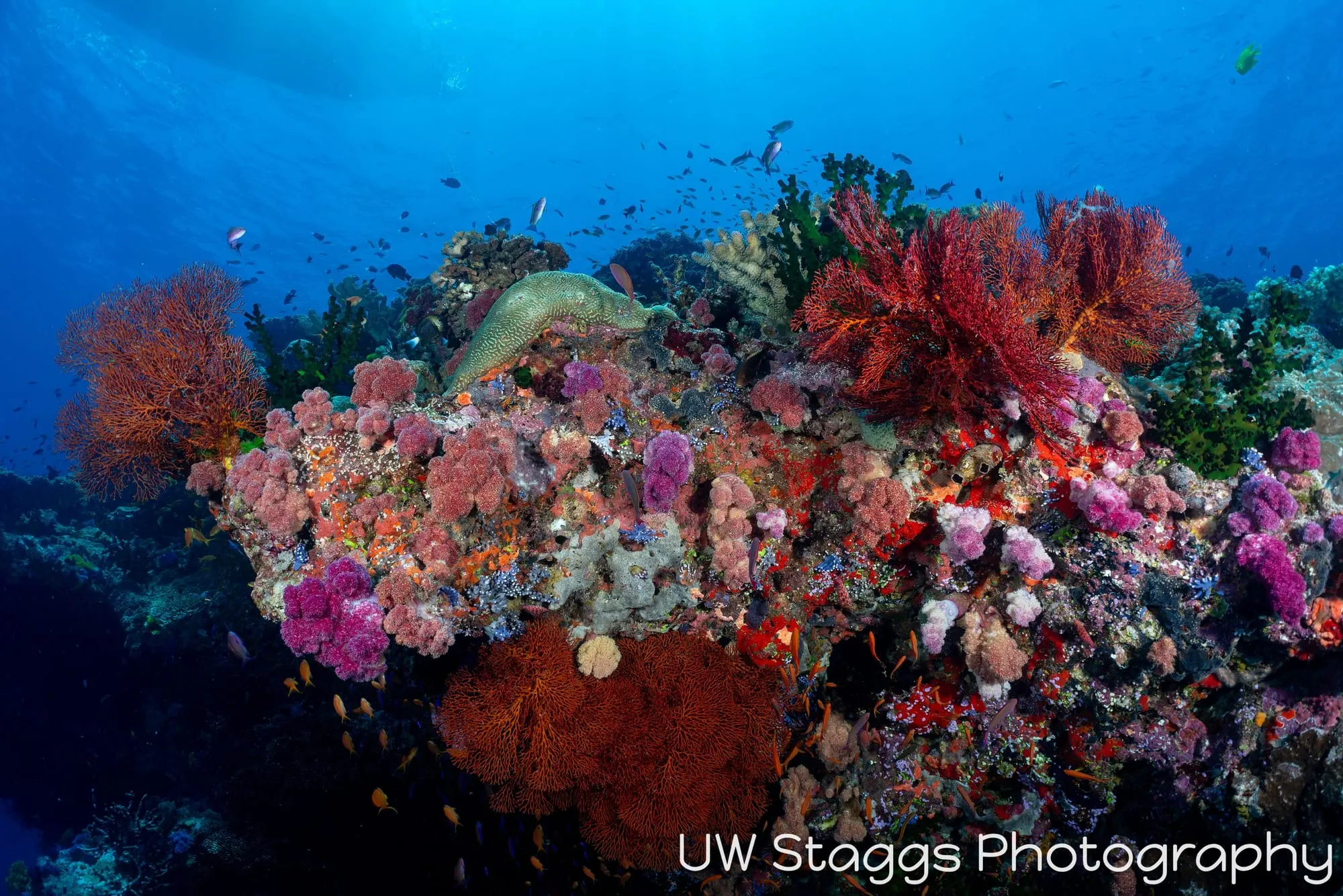 Coral Atoll — Bligh Waters, Fiji