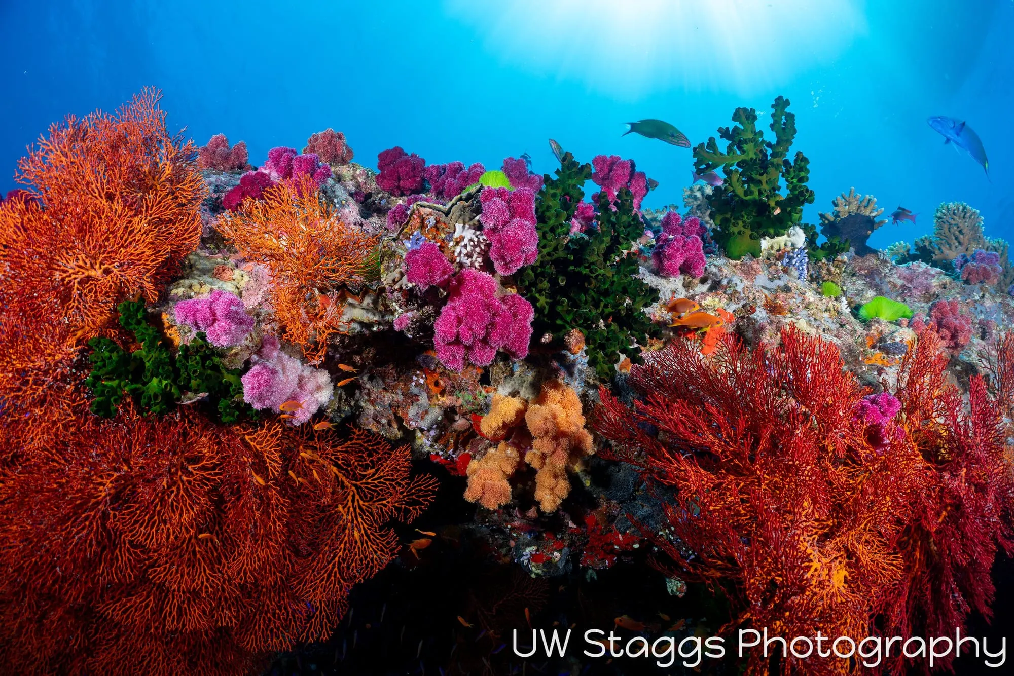 Coral Atoll — Bligh Waters, Fiji